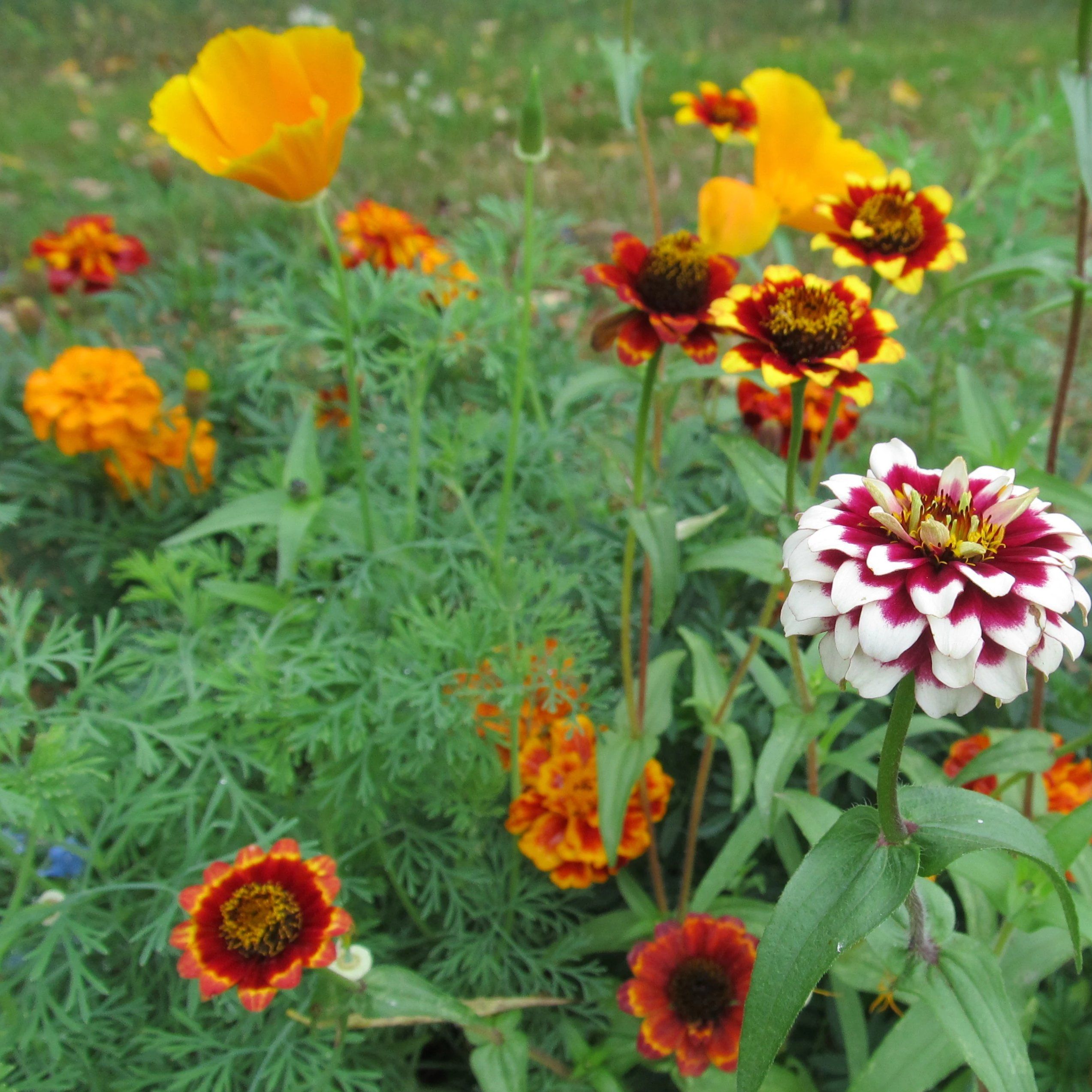 Colorscape Garden Flower Mix vendor-unknown