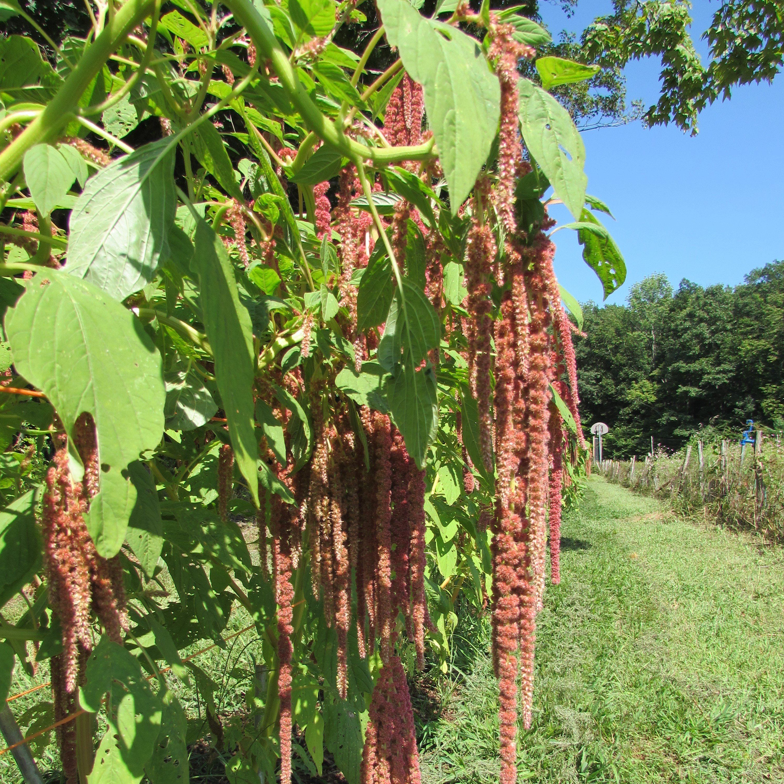 Coral Fountain Amaranth vendor-unknown