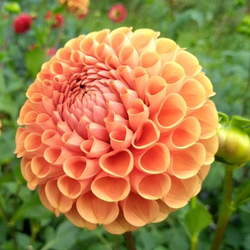 Cornel Bronze Dahlia Tuber vendor-unknown