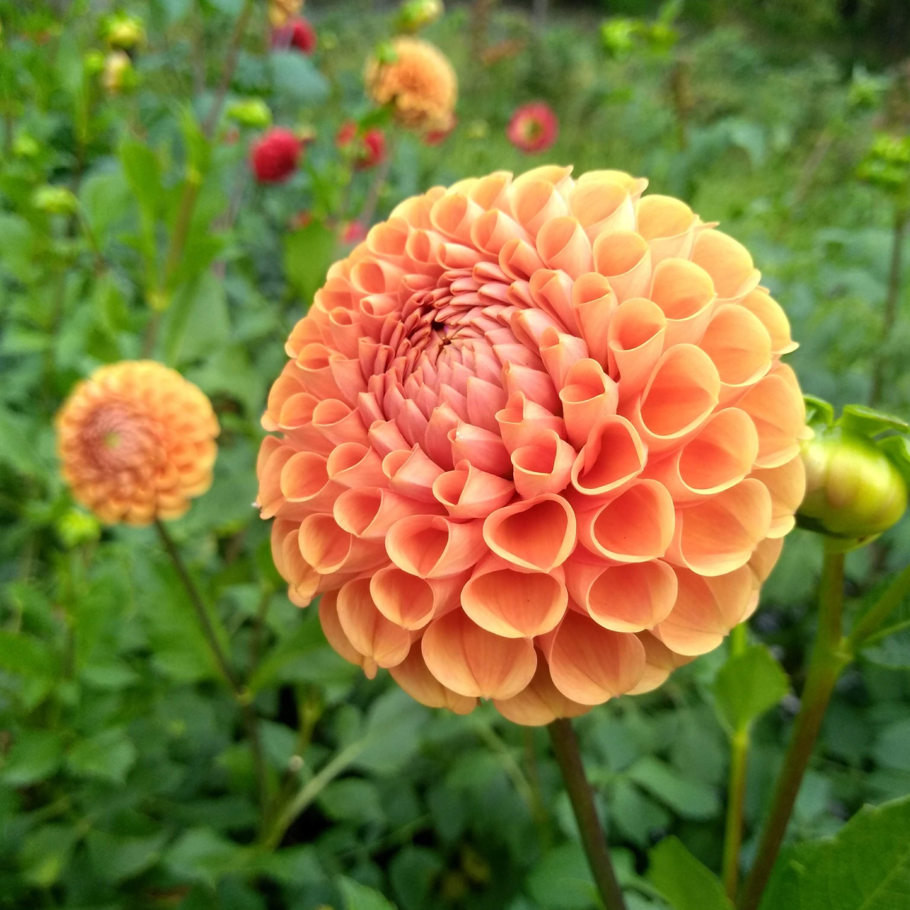 Cornel Bronze Dahlia Tuber vendor-unknown