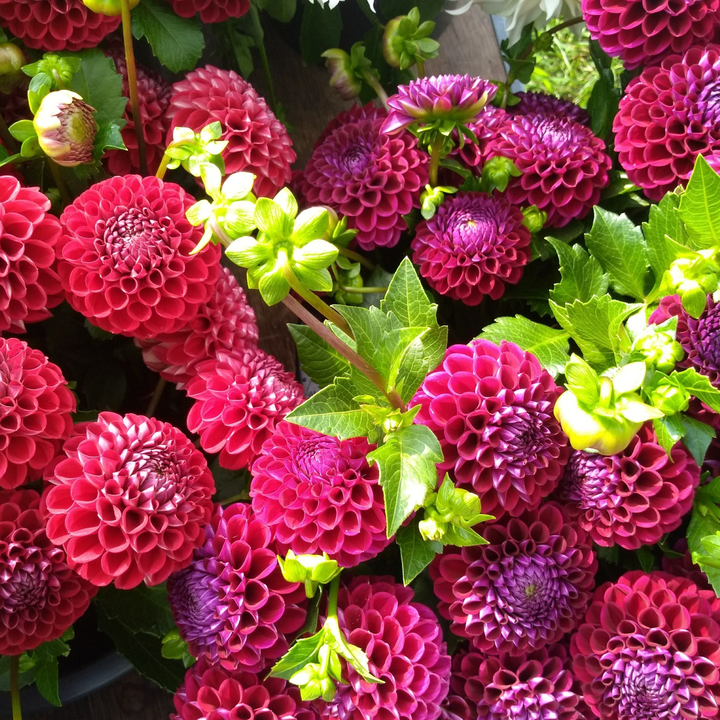 Cornel Red Dahlia Tuber vendor-unknown