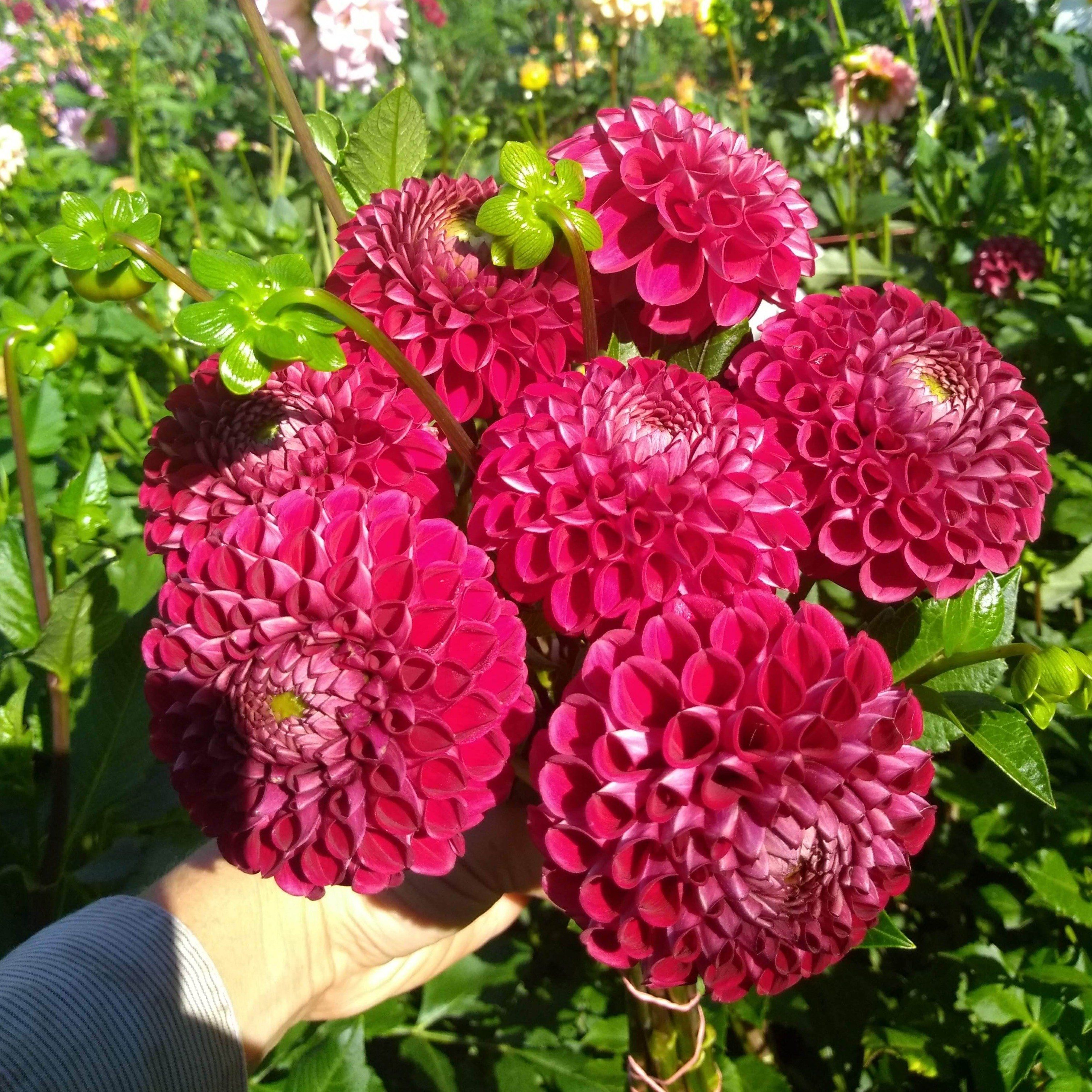 Cornel Red Dahlia Tuber vendor-unknown