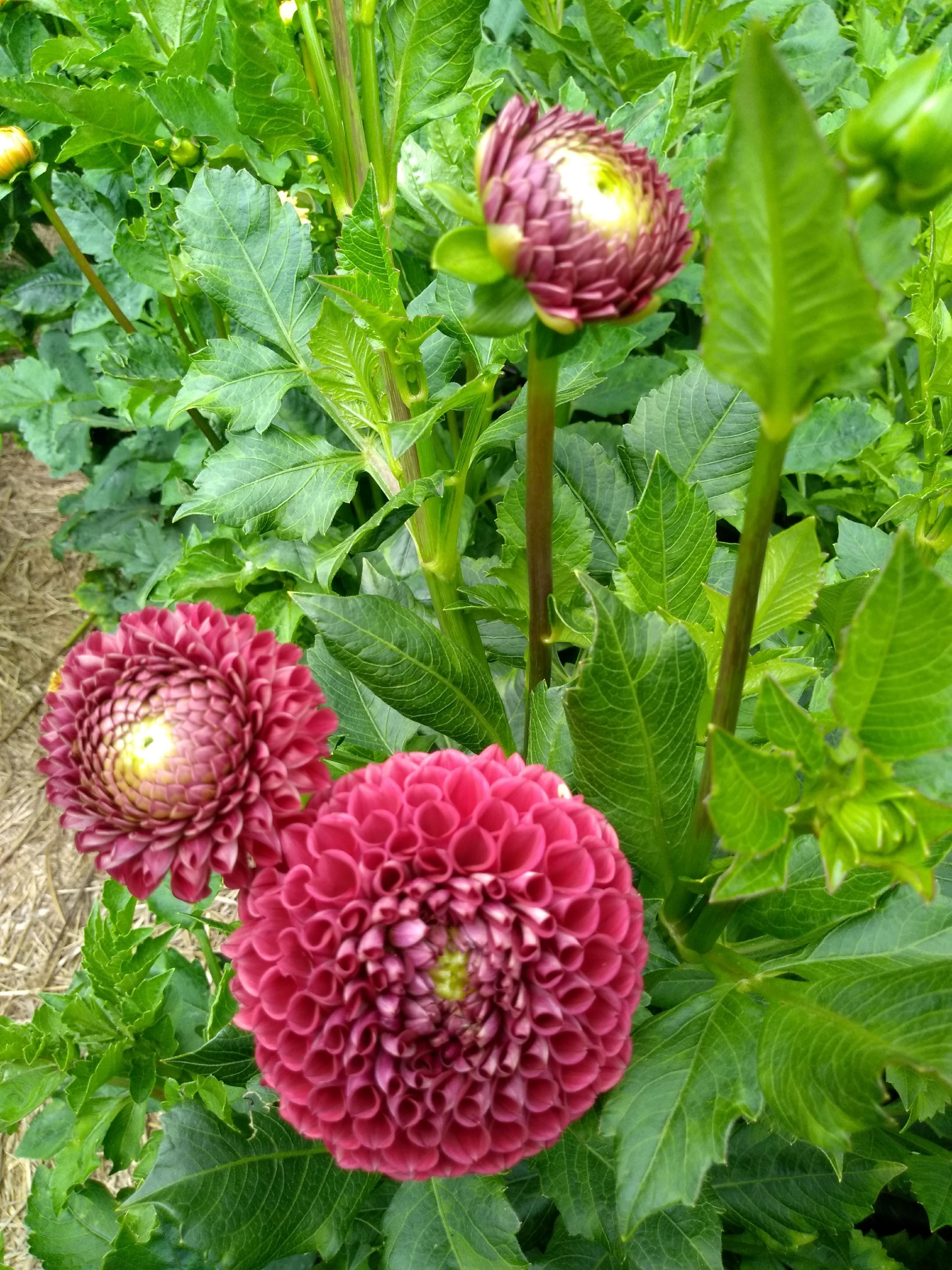 Cornel Red Dahlia Tuber vendor-unknown