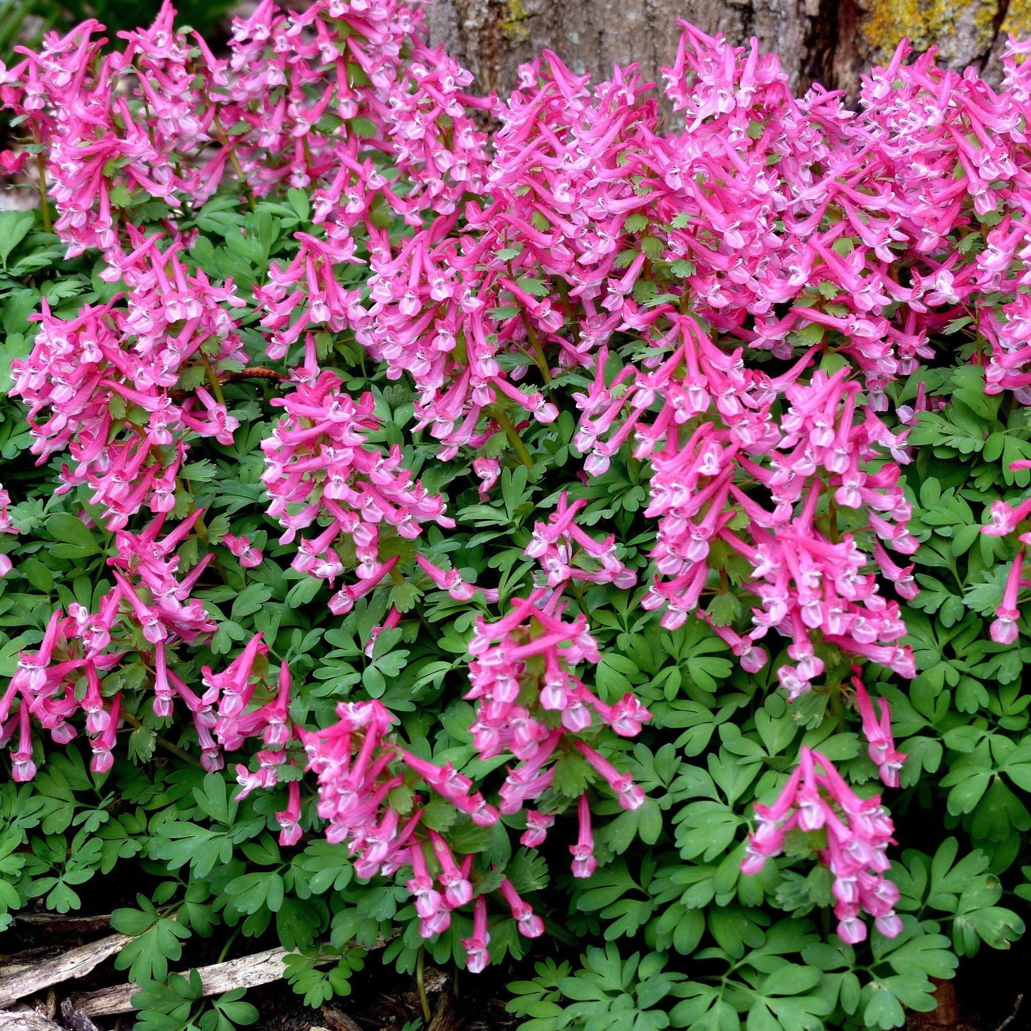 Corydalis solida "Beth Evans" vendor-unknown