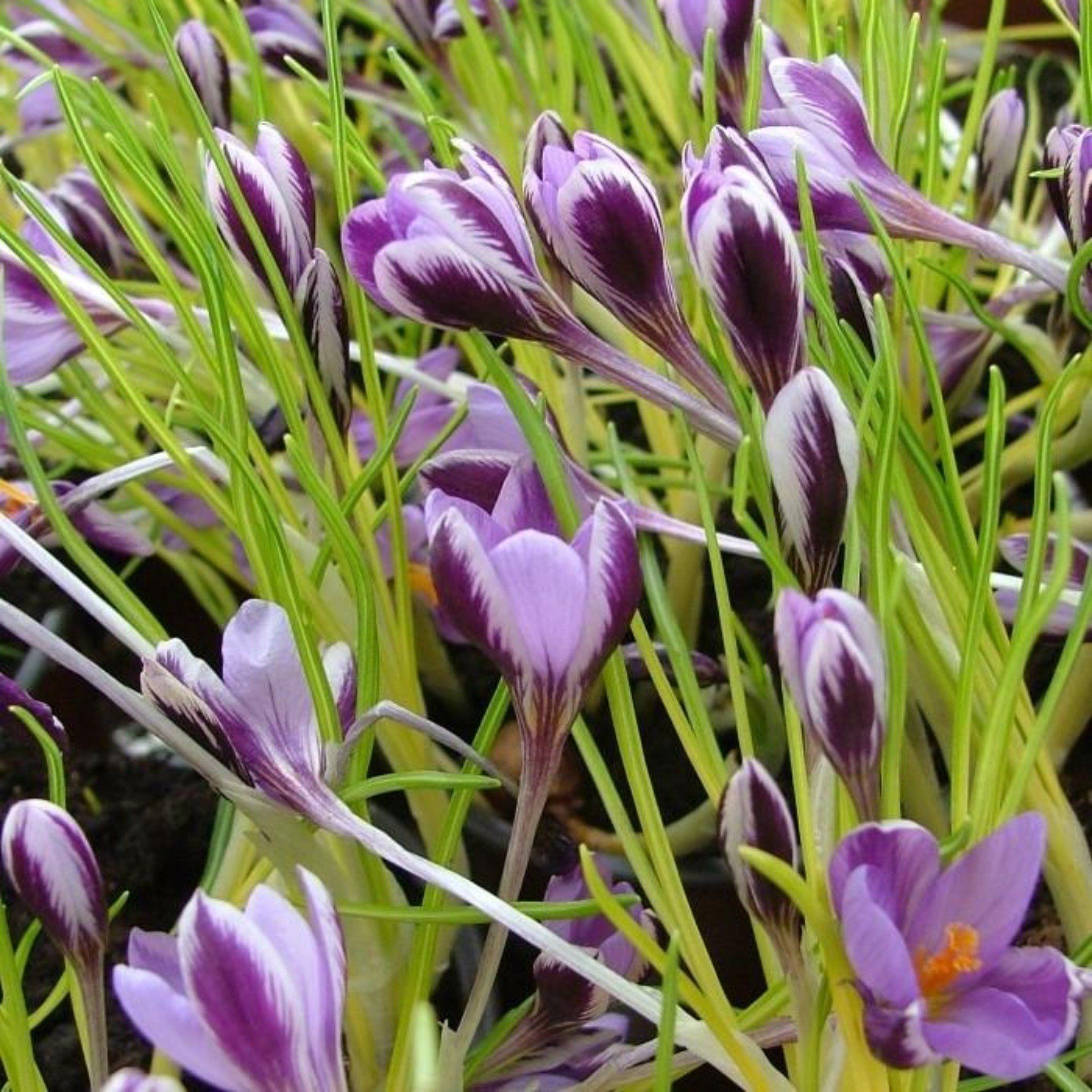 Crocus minimus "Spring Beauty" vendor-unknown