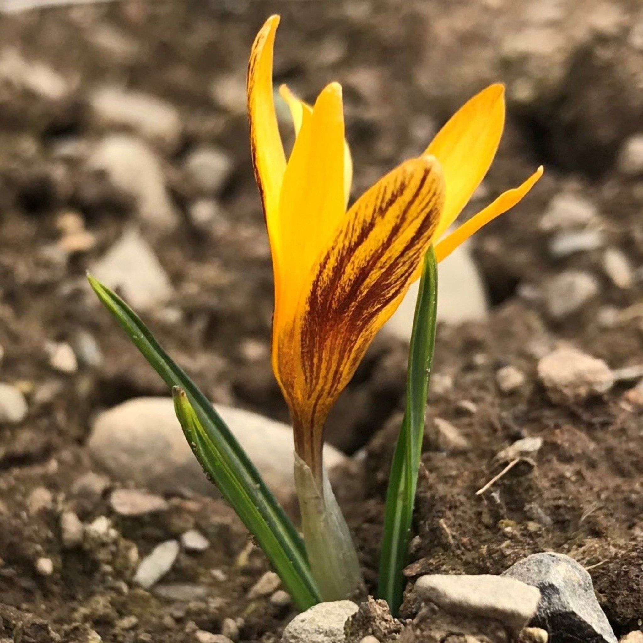 Crocus olivieri "Orange Monarch" vendor-unknown