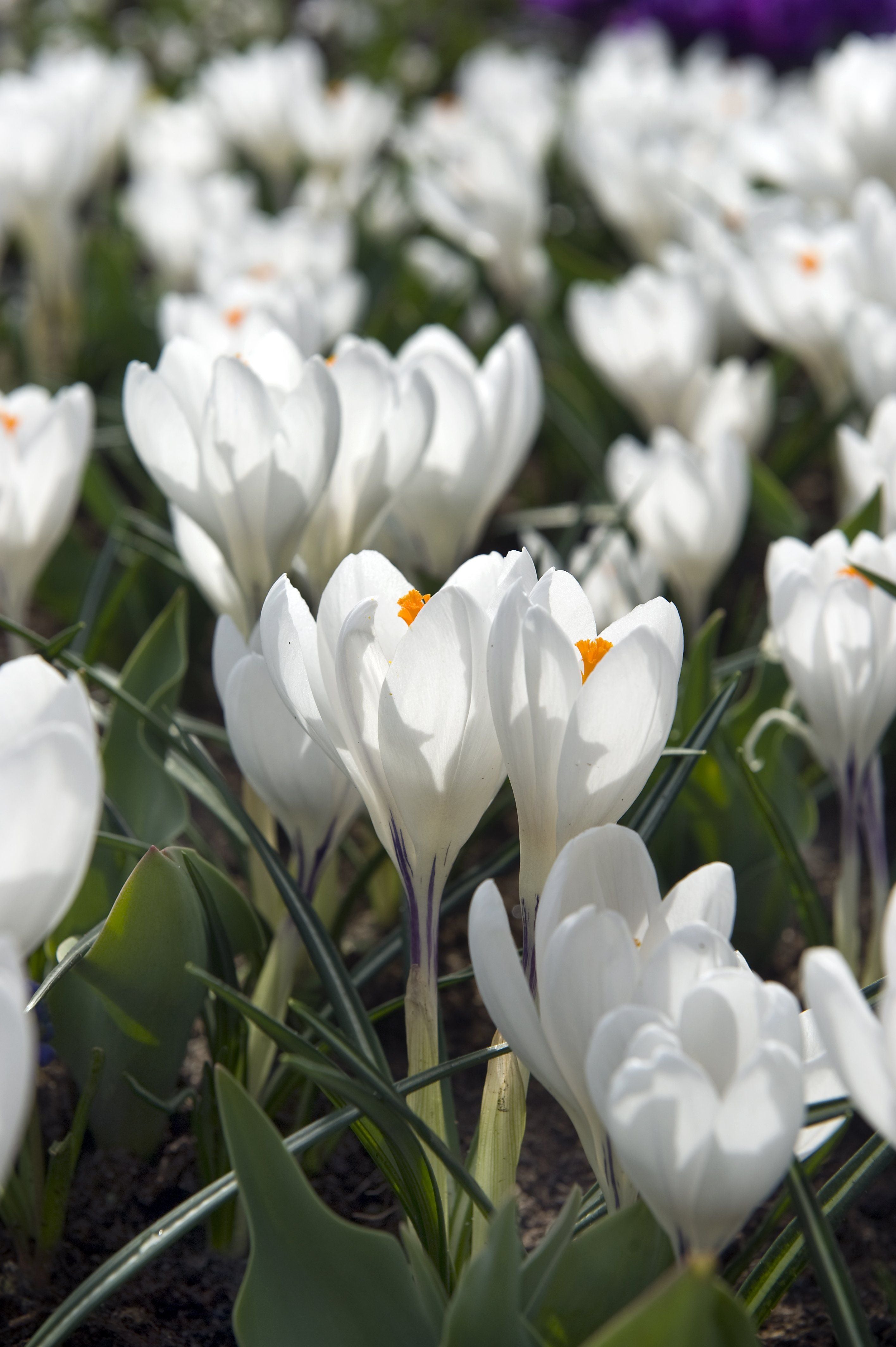Dutch Large Flowering Crocus "Jeanne d&