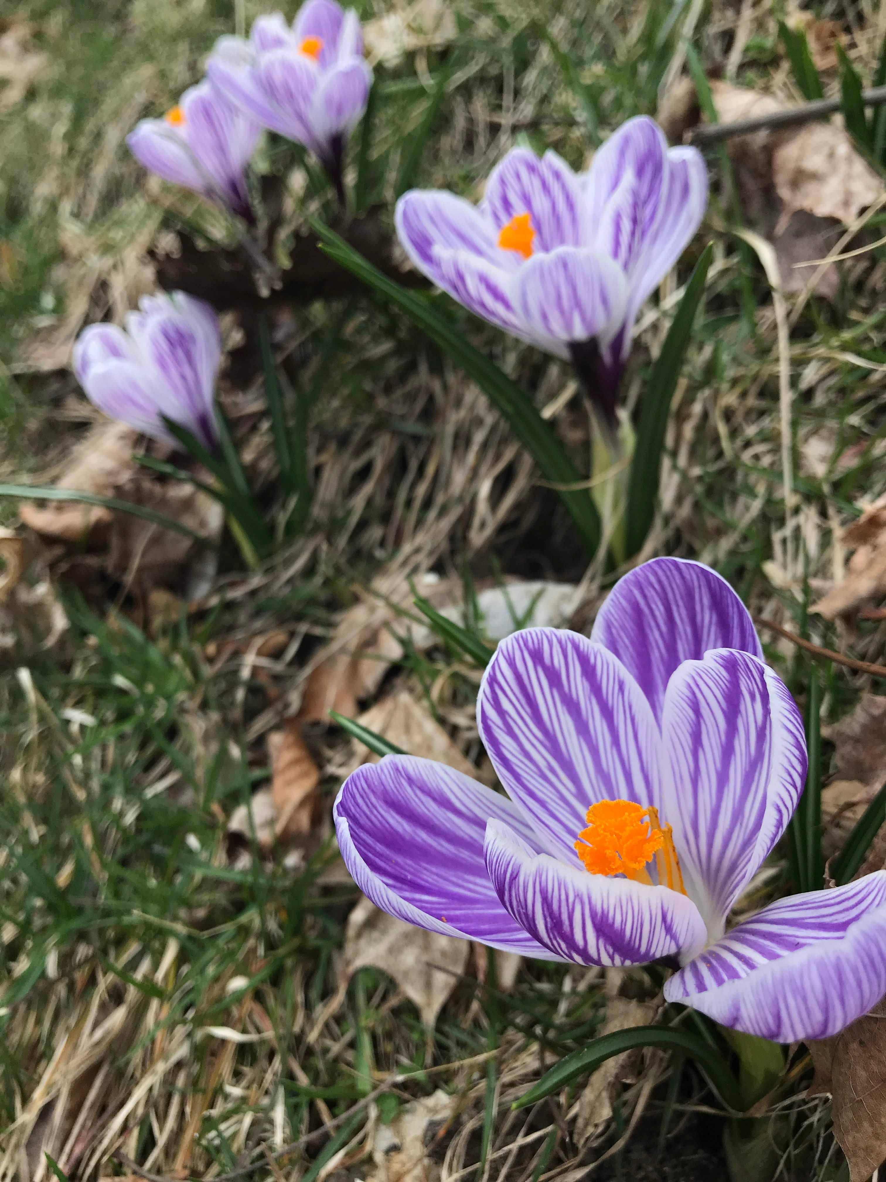 Dutch Large Flowering Crocus "Pickwick" vendor-unknown