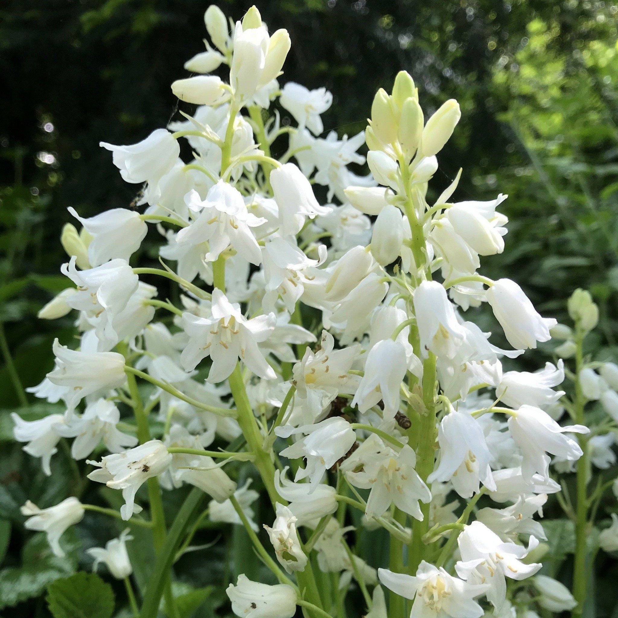 Hyacinthoides hispanica "White City" vendor-unknown