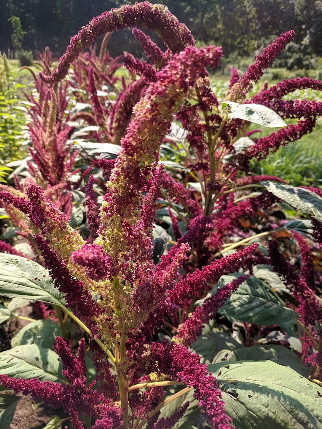New Mexico Amaranth