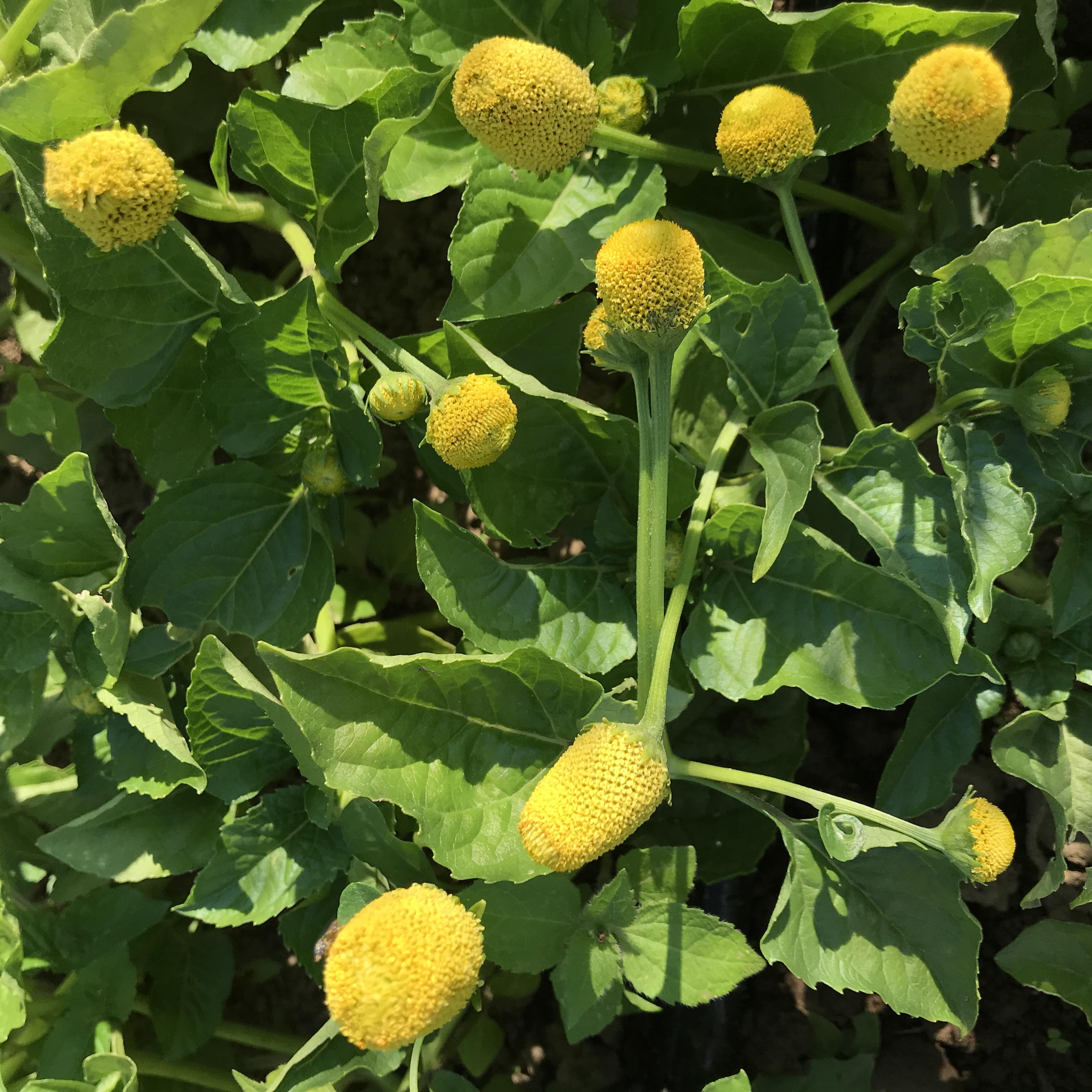 Spilanthes Seedlings