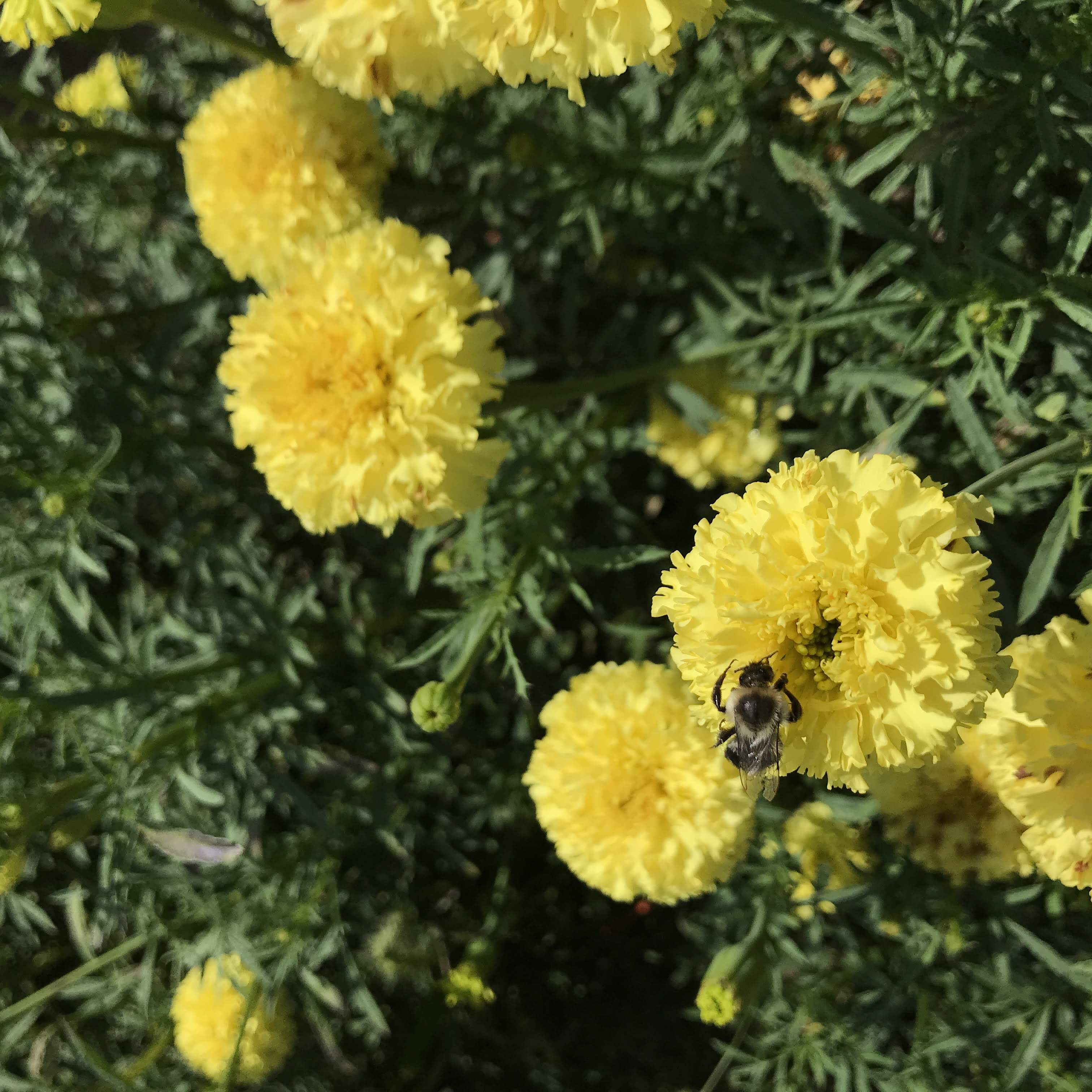 Senate House Marigold Seedlings