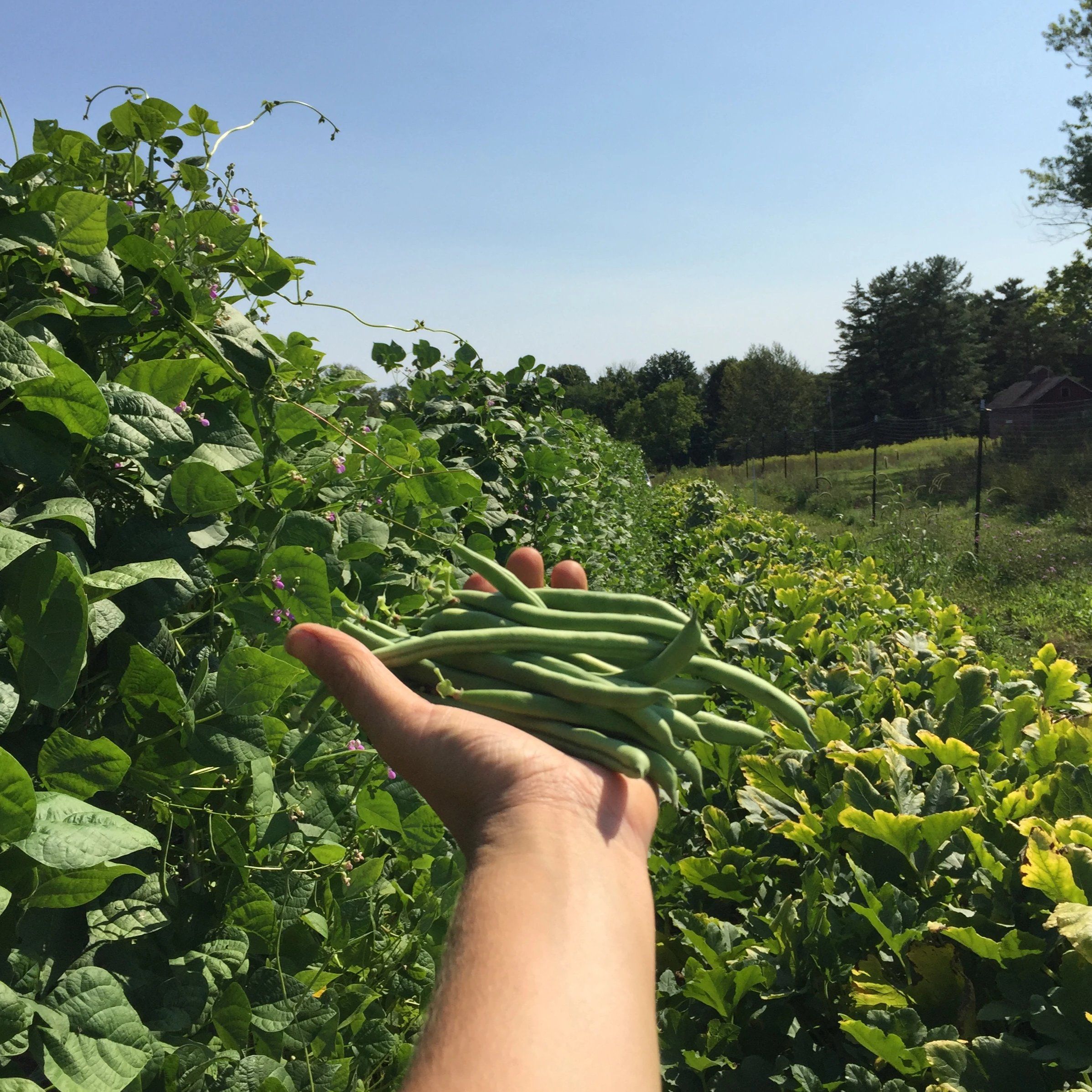 Ideal Market Green Bean vendor-unknown