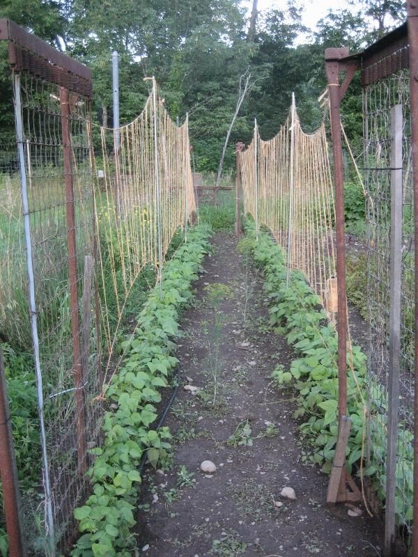 Ideal Market Green Bean vendor-unknown