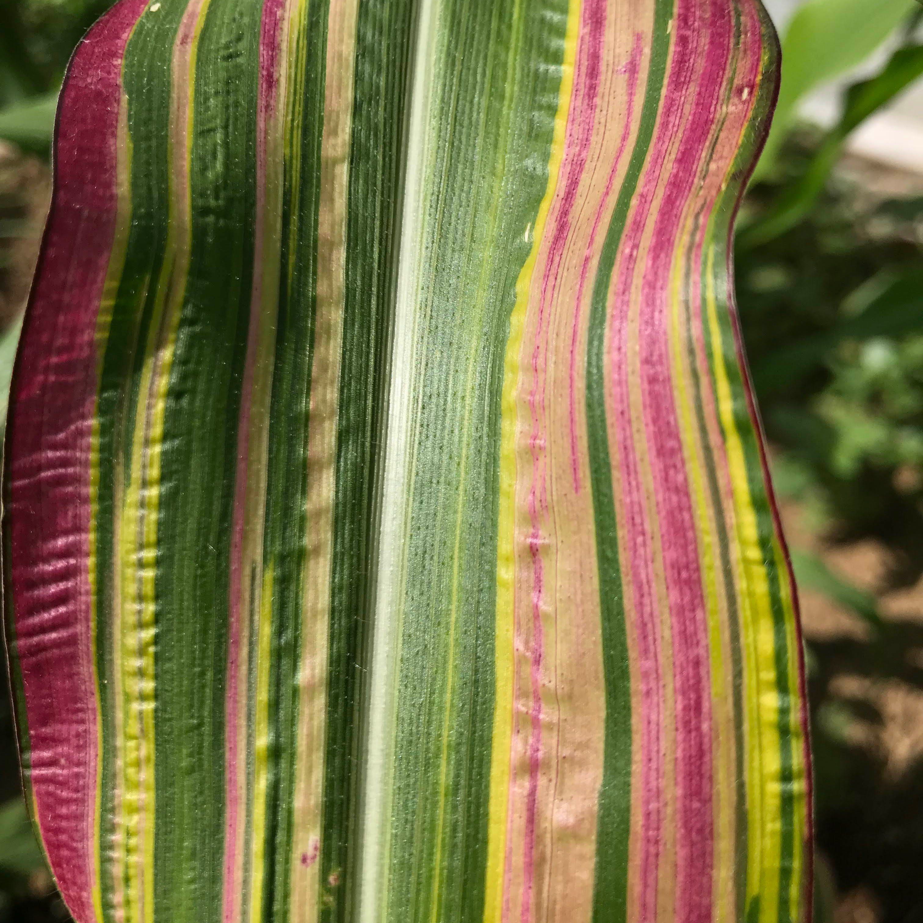 Japonica Striped Corn vendor-unknown