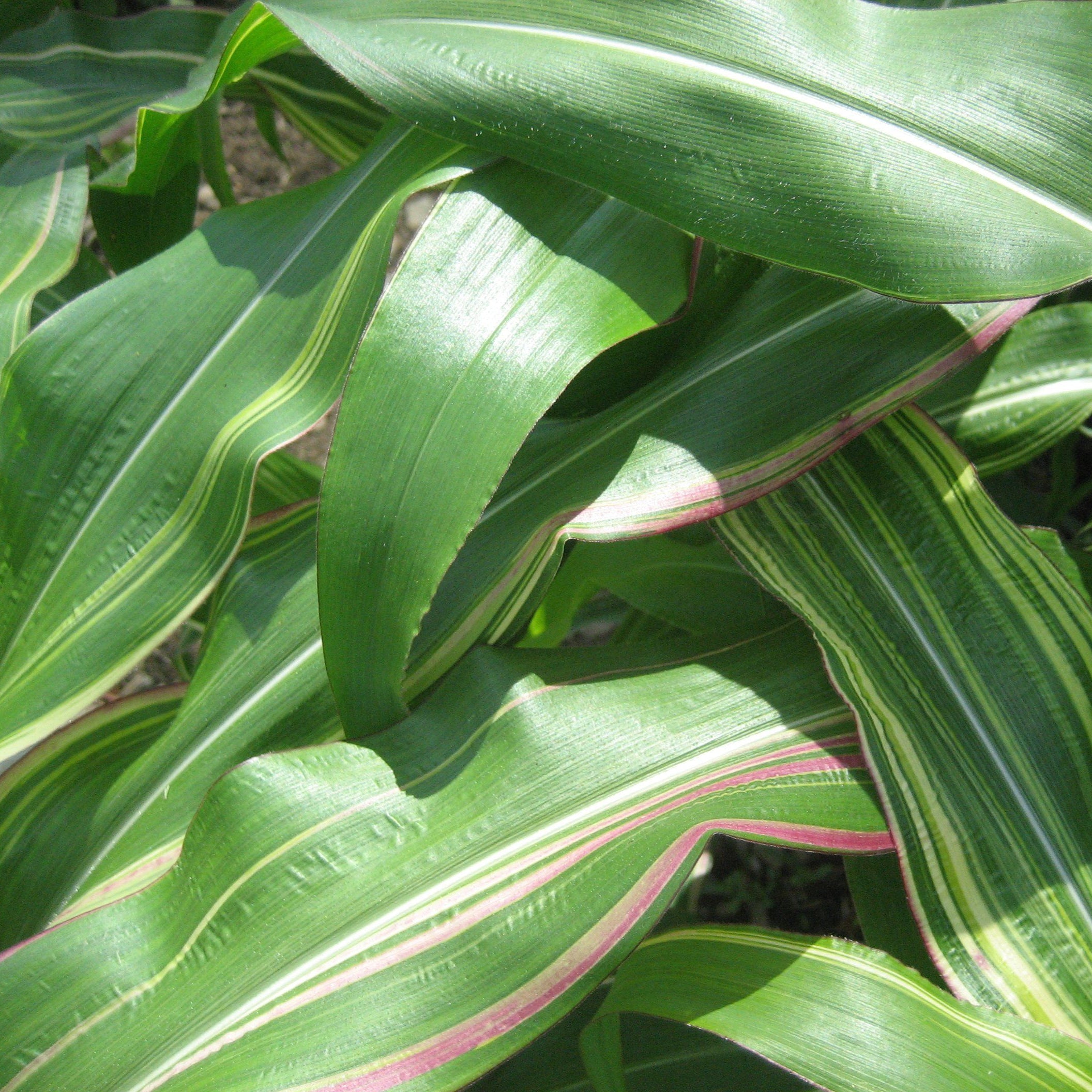 Japonica Striped Corn vendor-unknown