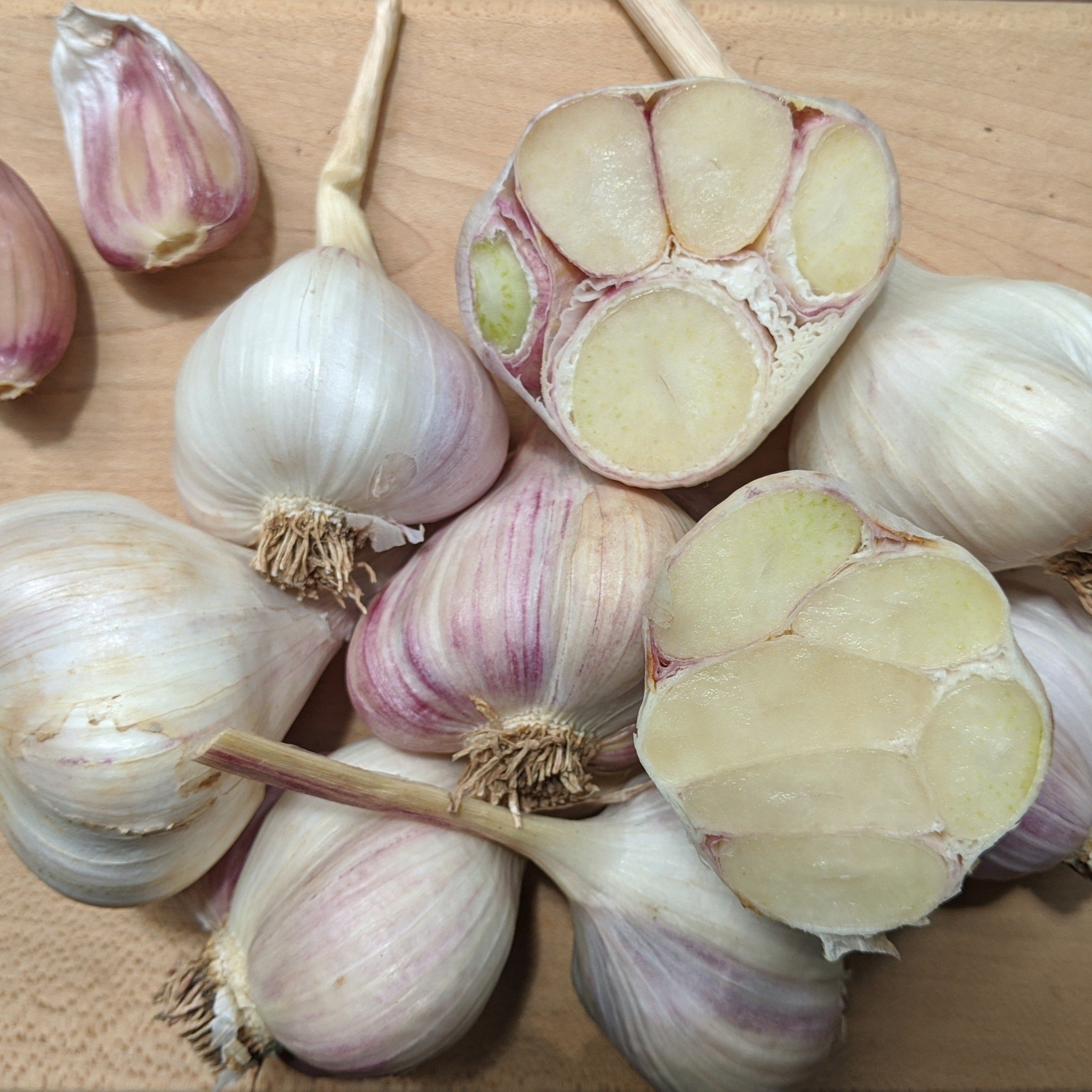 Inchelium Red Softneck Garlic