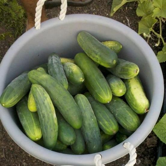 Marketmore 76 Cucumber vendor-unknown