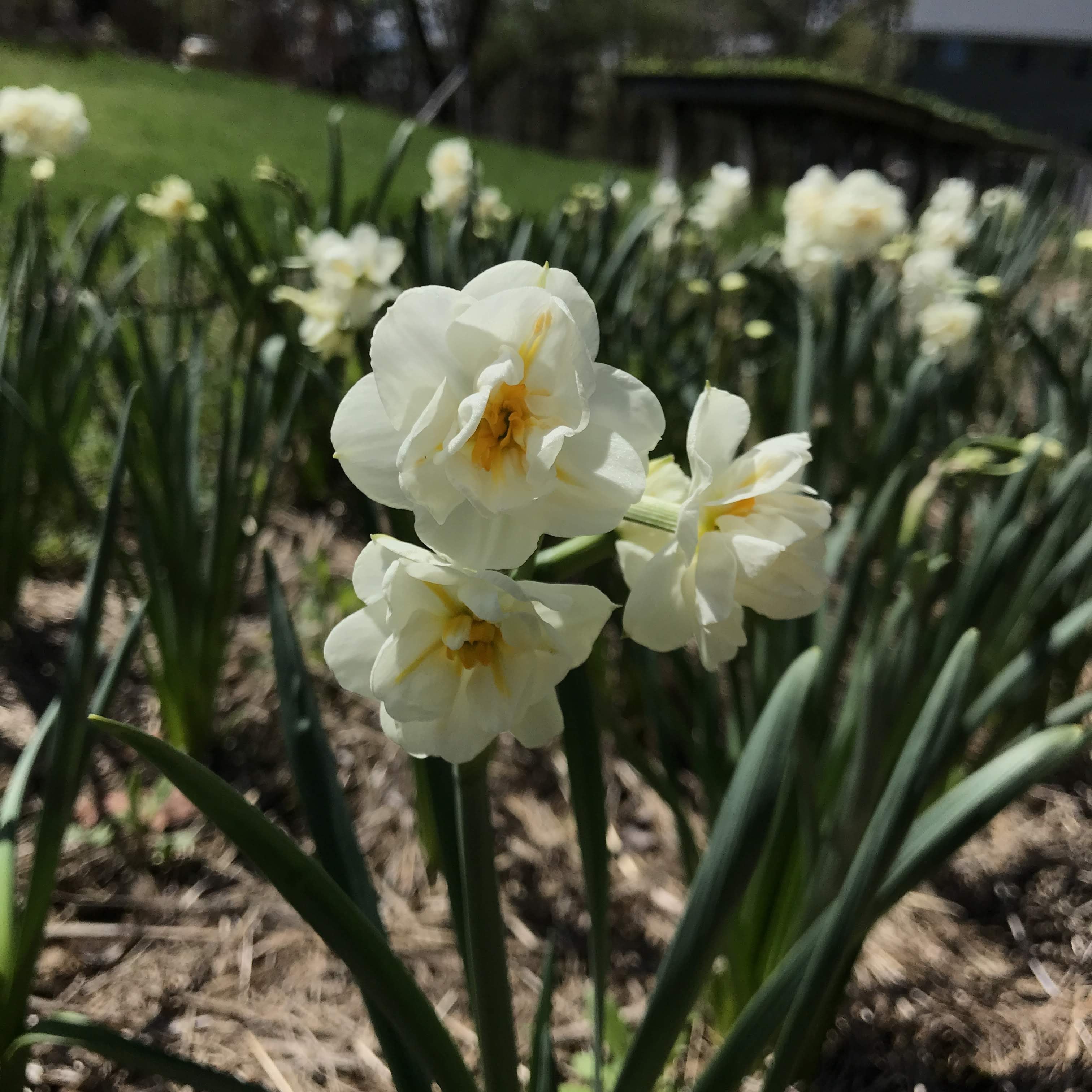 Narcissus "Bridal Crown" vendor-unknown