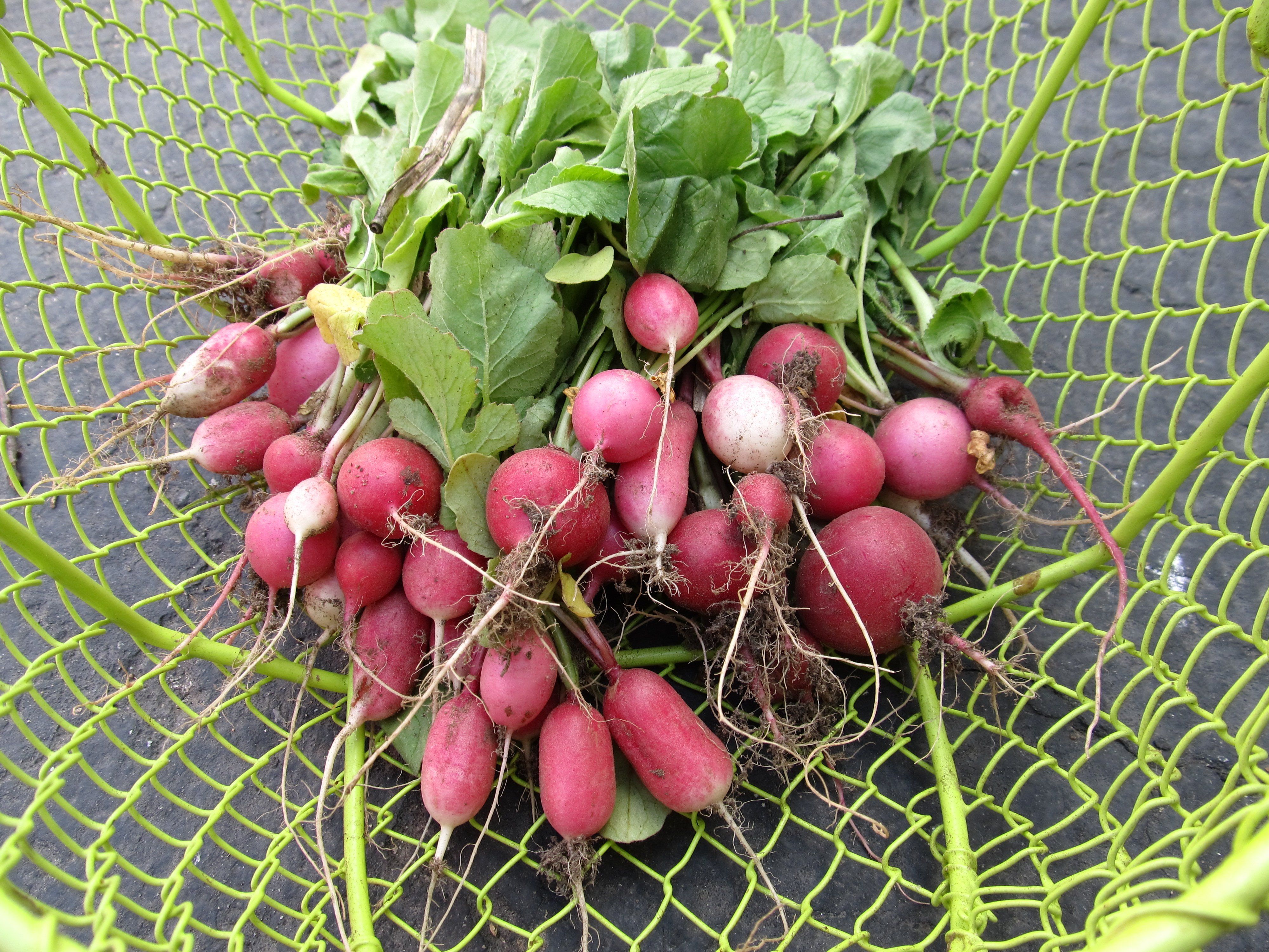 Radiant Radish Mix vendor-unknown