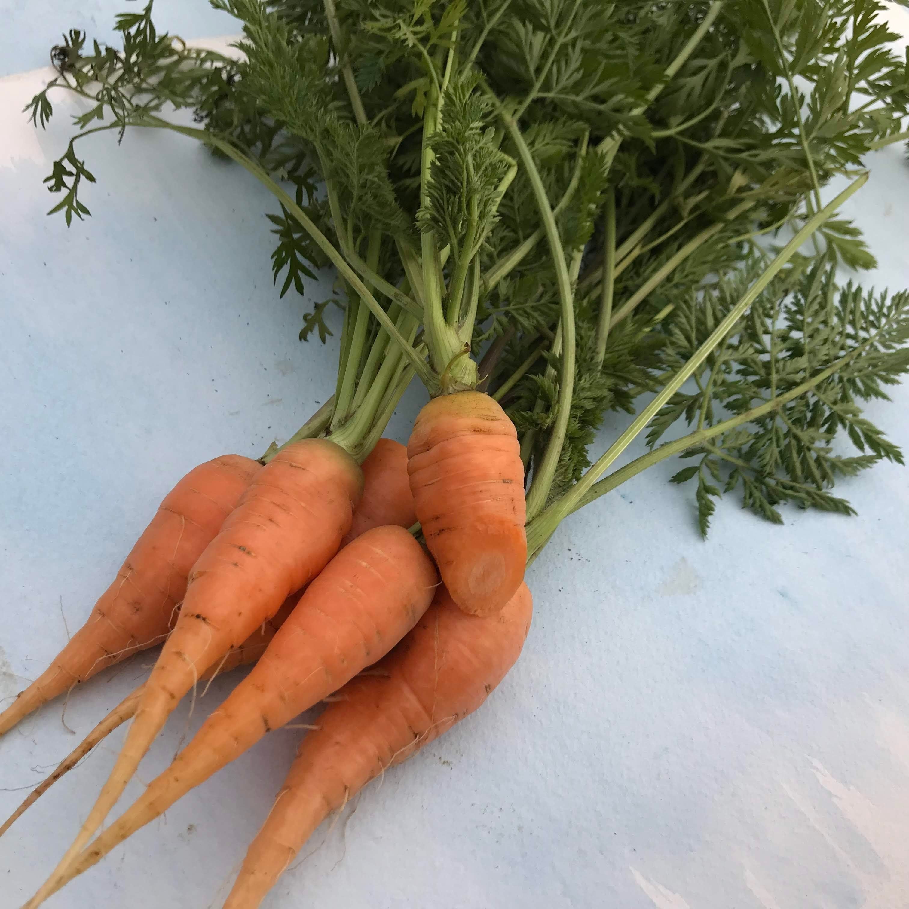 Red-Cored Chantenay Carrot vendor-unknown