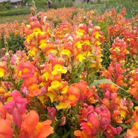 Rembrandt Snapdragons vendor-unknown