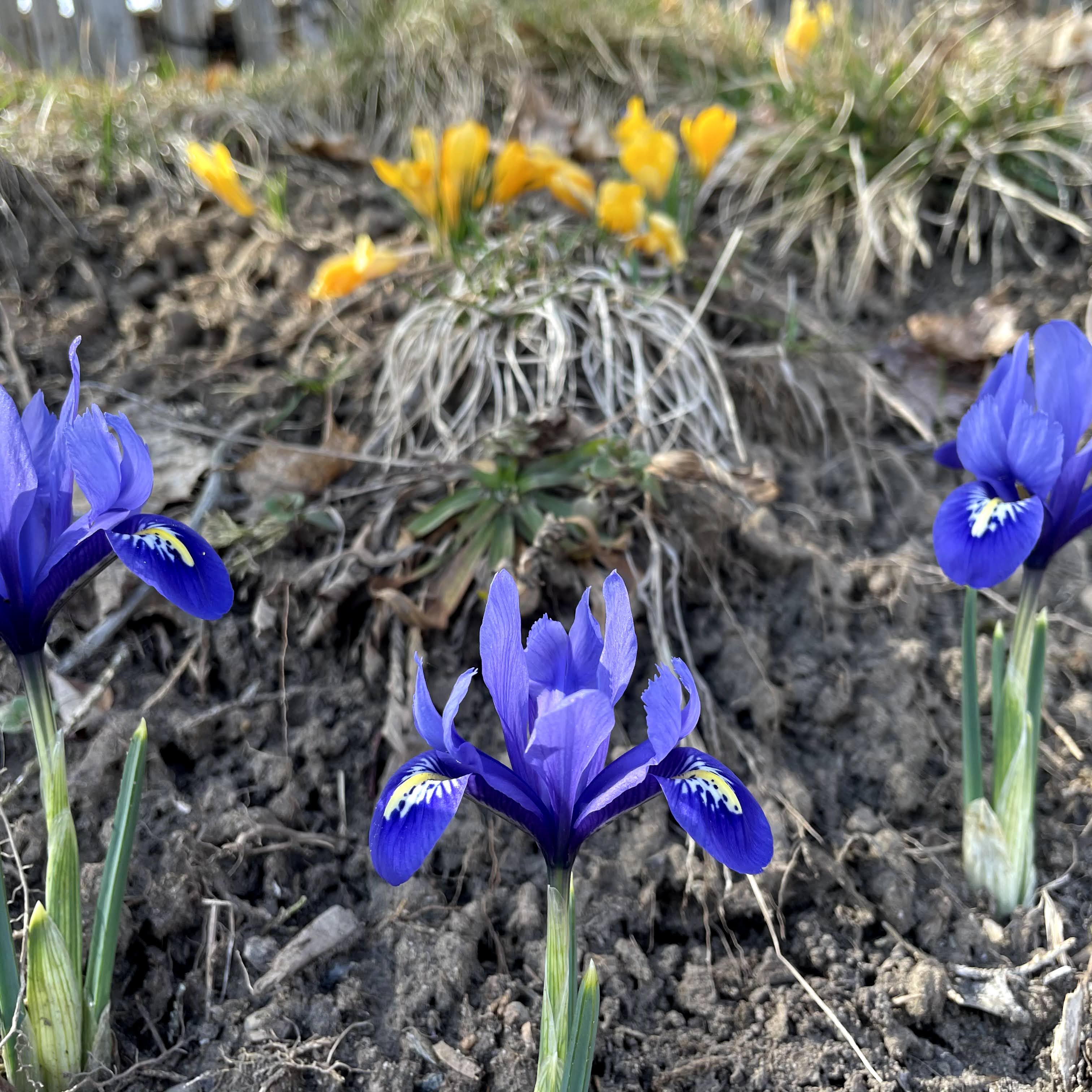 Rock Iris reticulata "Harmony" vendor-unknown