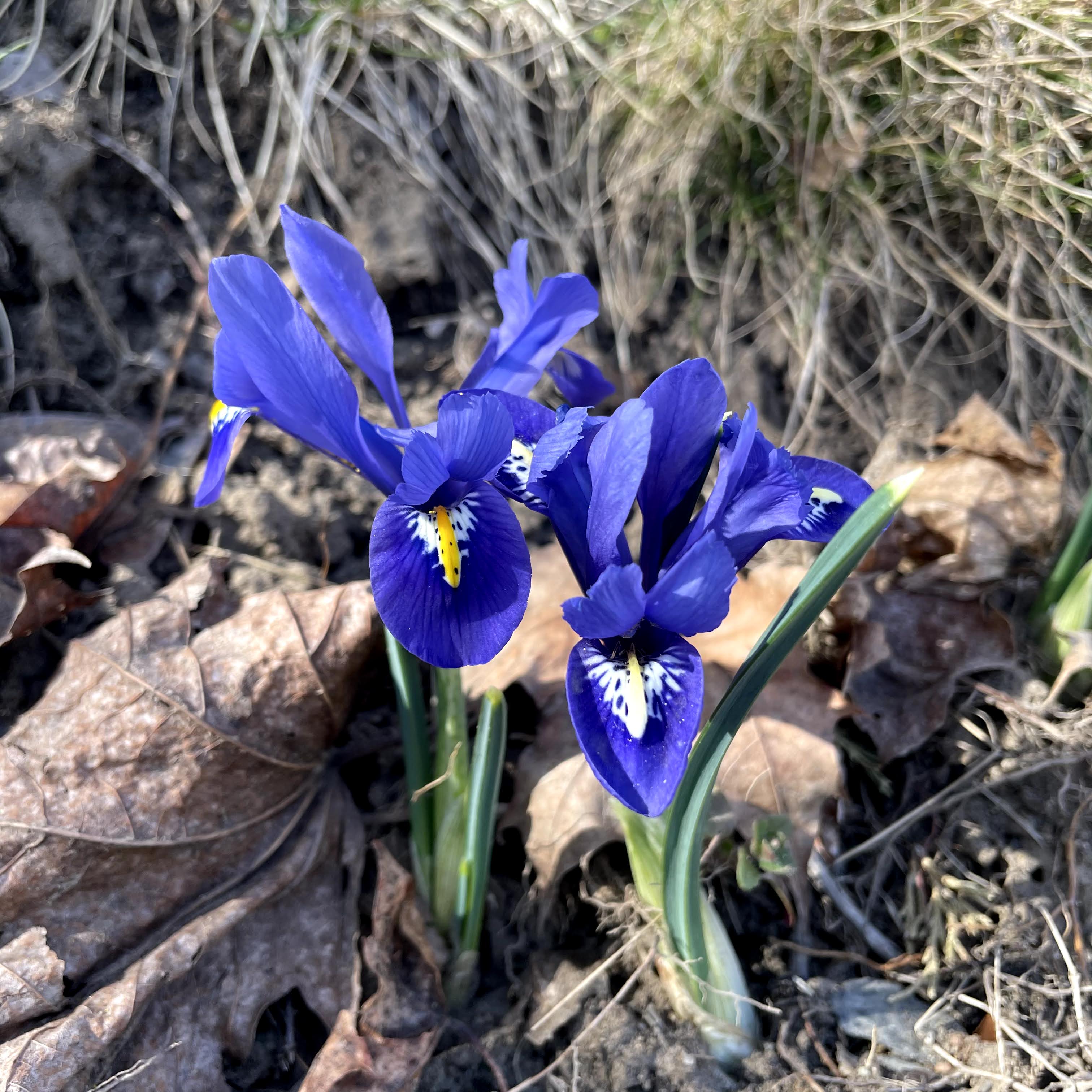 Rock Iris reticulata "Harmony" vendor-unknown