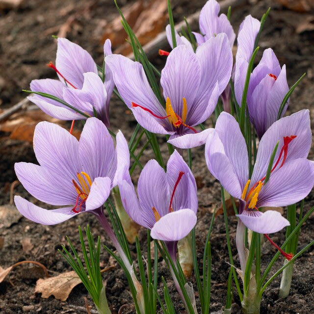 Saffron Autumn Crocus
