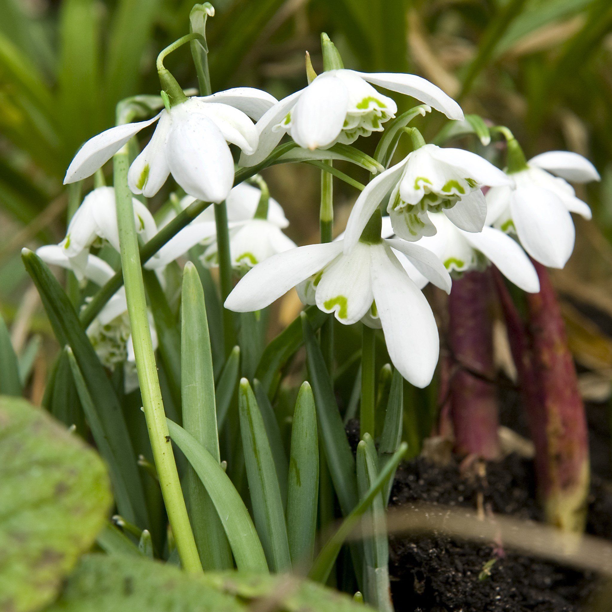 Snowdrops, Double "Flore Pleno" vendor-unknown