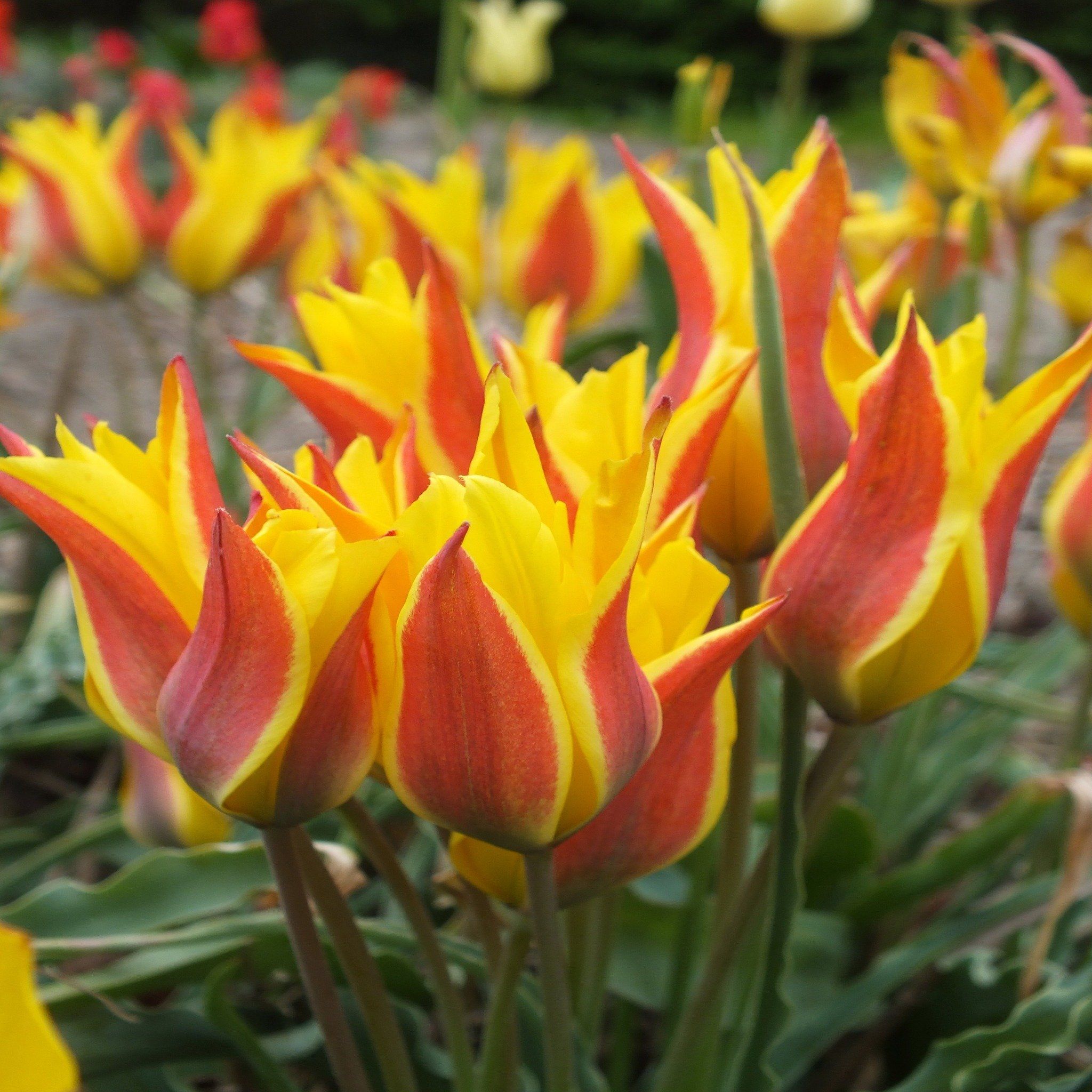 Species Tulip "Kolpakowskiana" vendor-unknown