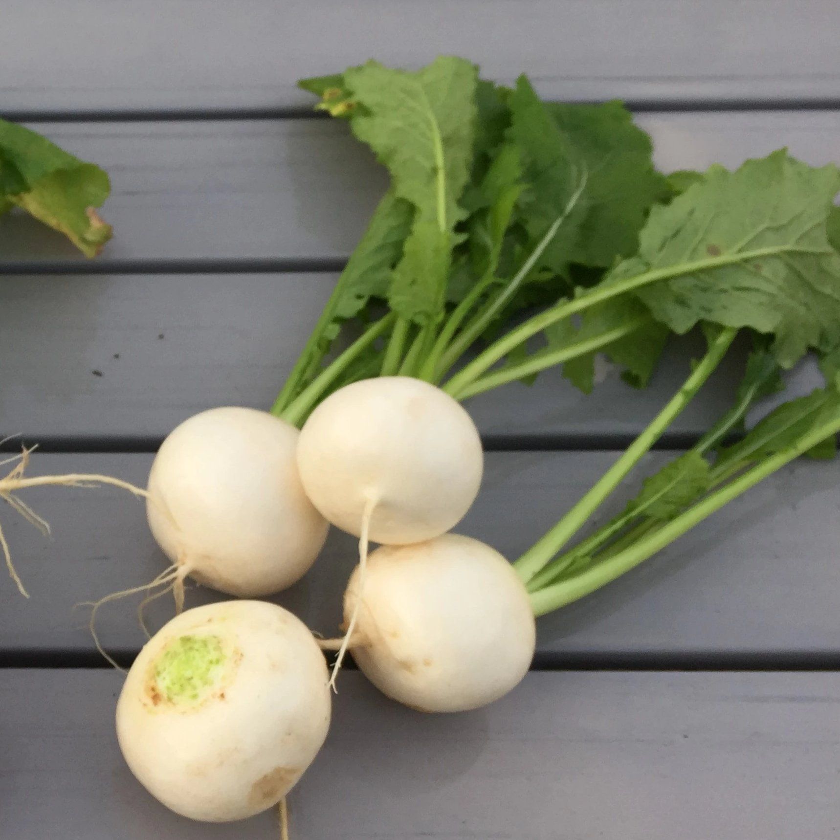 Tokyo Market Turnip vendor-unknown