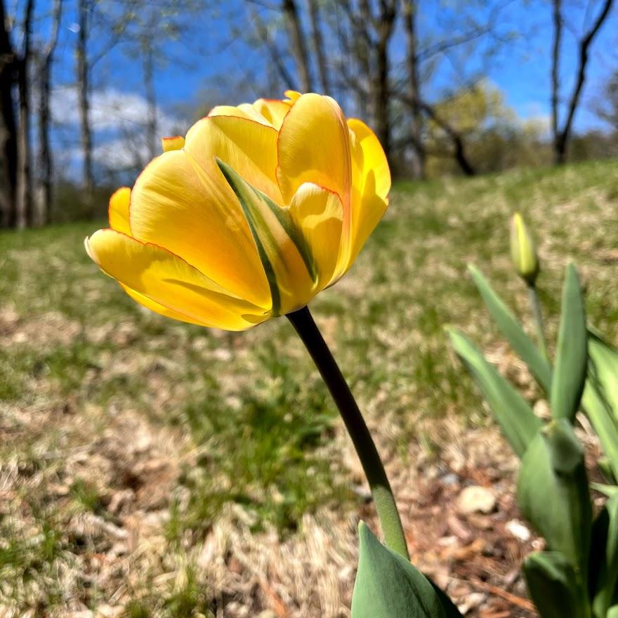 Tulip "Akebono" vendor-unknown