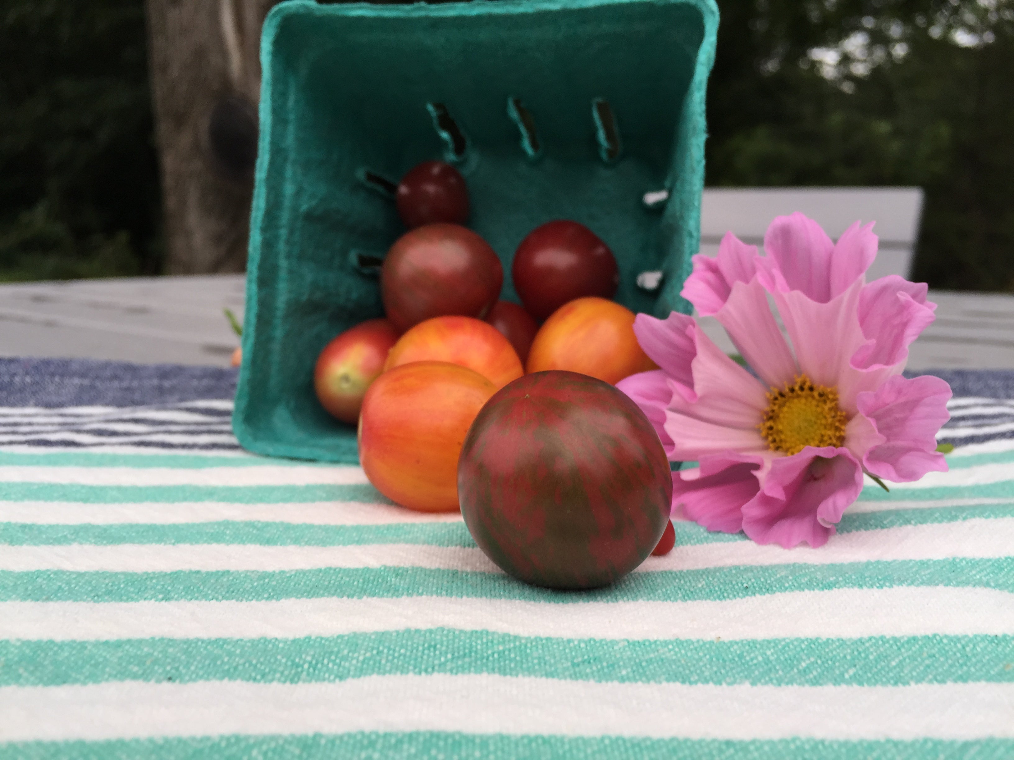 Bumble Bee Mix Cherry Tomato Seedlings