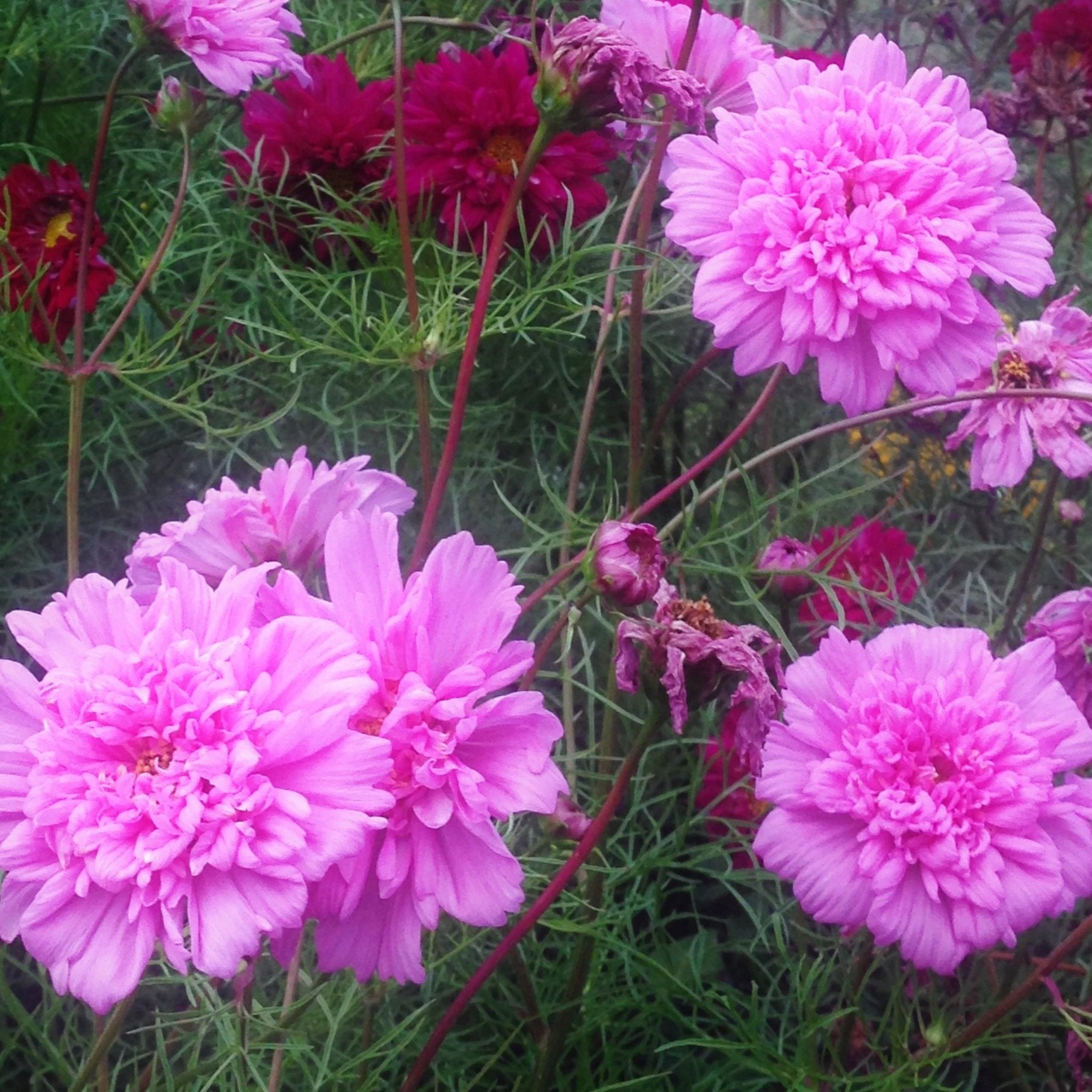 Photo courtesy of Denise Pranger of Essential Blooms.