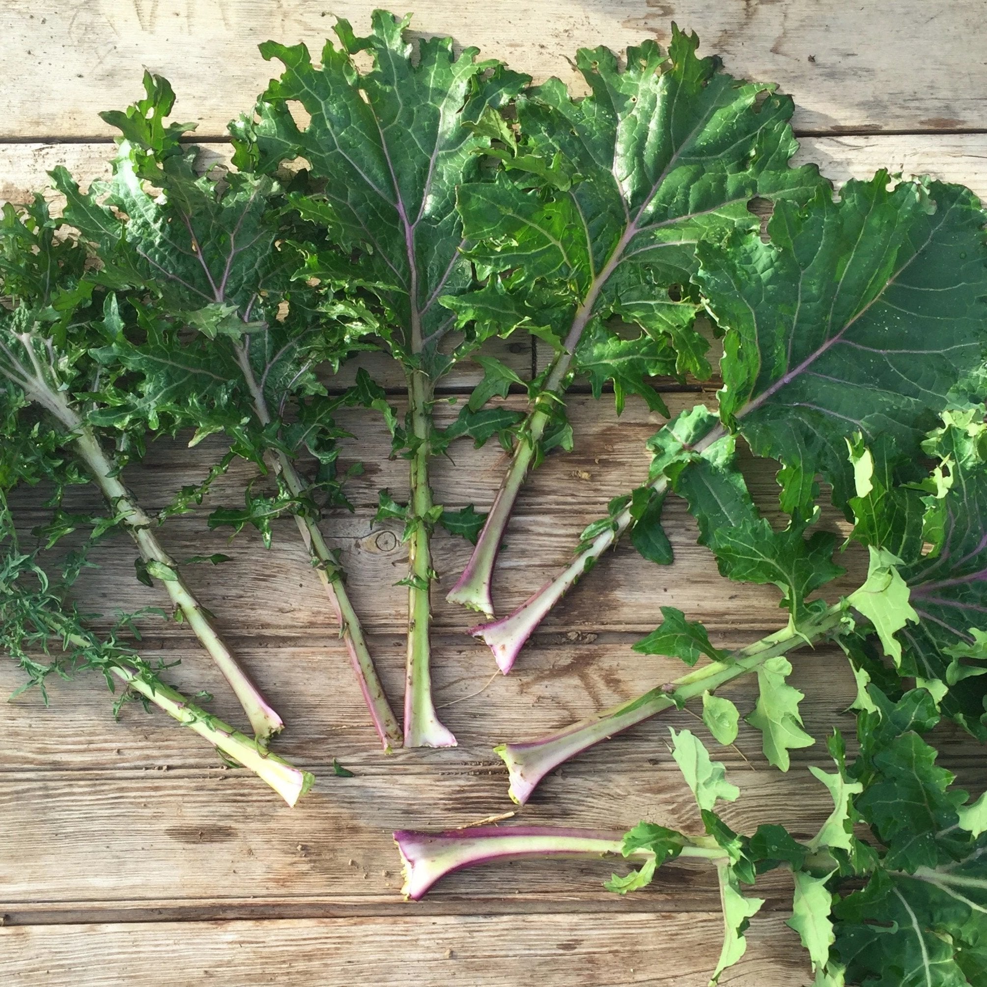 An array of kale shapes present in Gulag Stars!