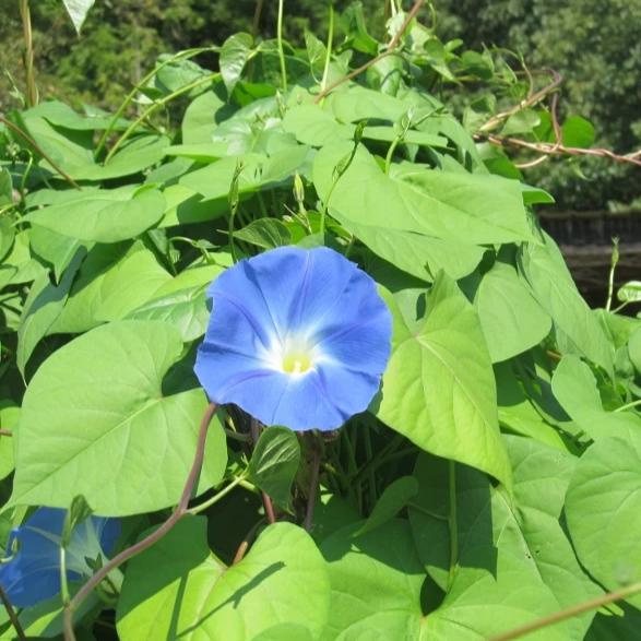 Heavenly Blue Morning Glory Seedlings