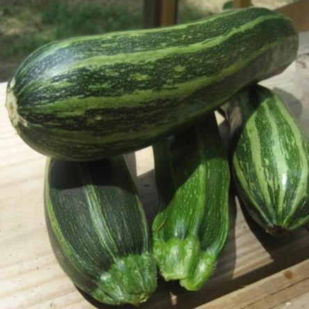 Beautiful cocozelles.