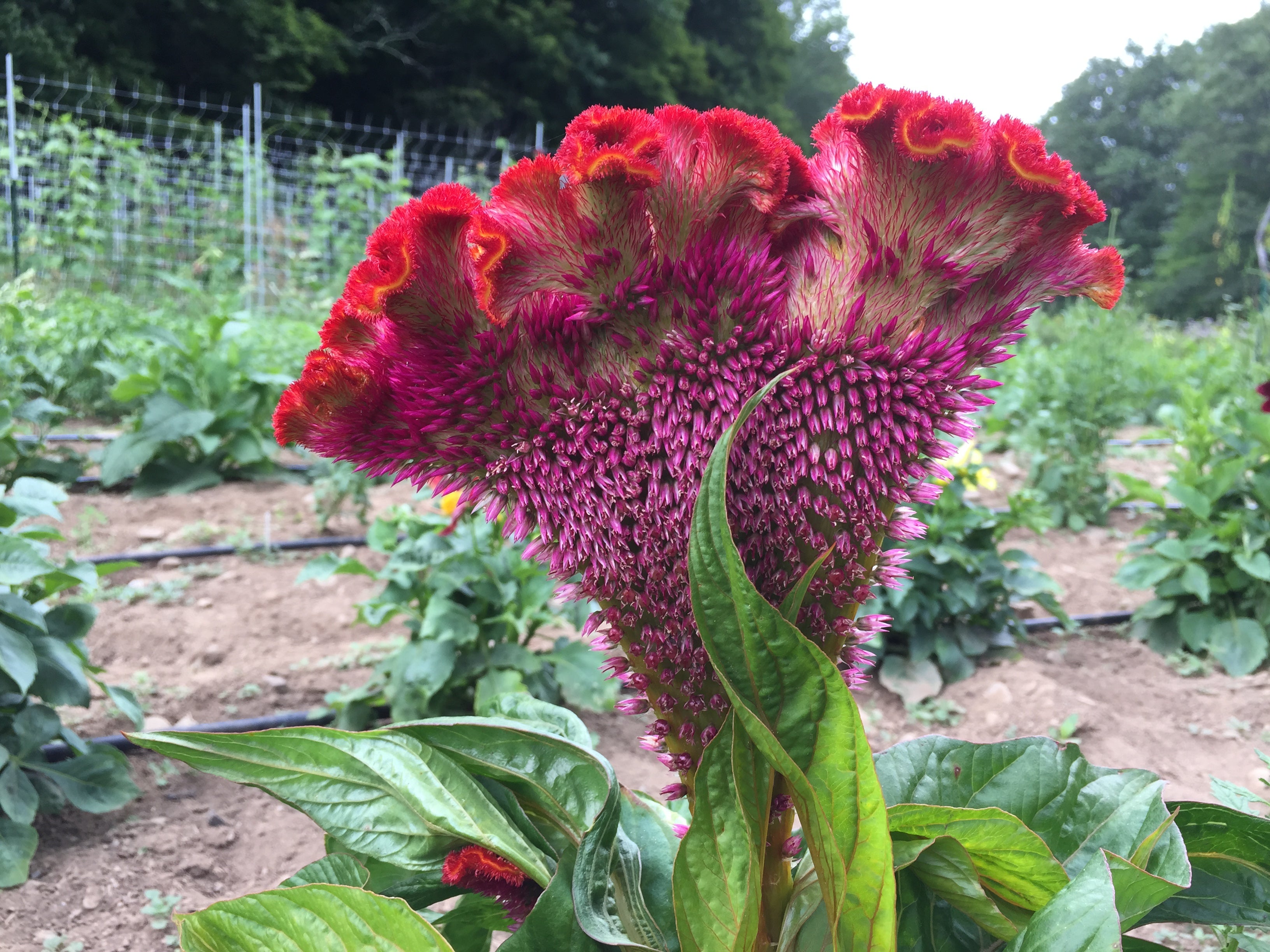 Crested Mix Celosia Seedlings