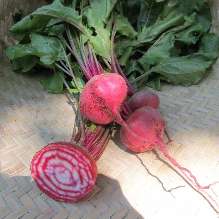 Chioggia Guardsmark Improved Beet Seedlings