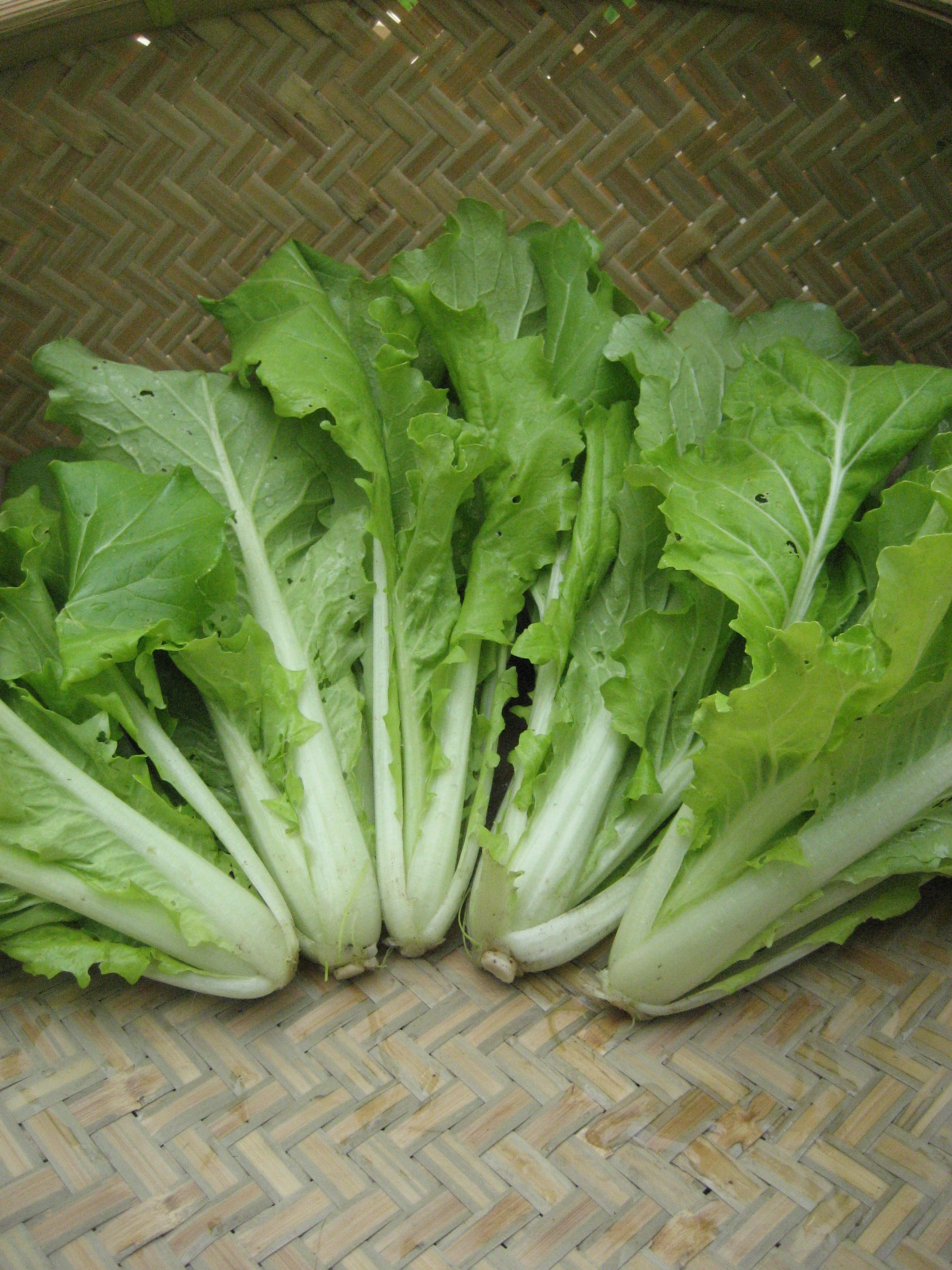 Tokyo Bekana Seedlings