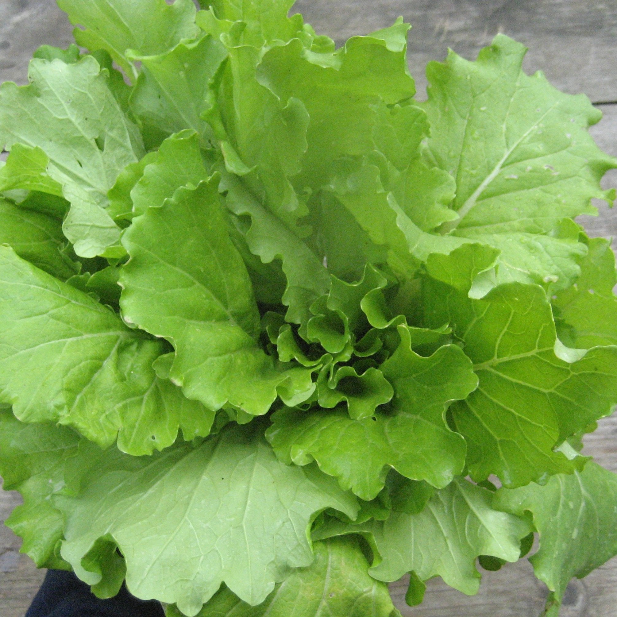 Tokyo Bekana Seedlings