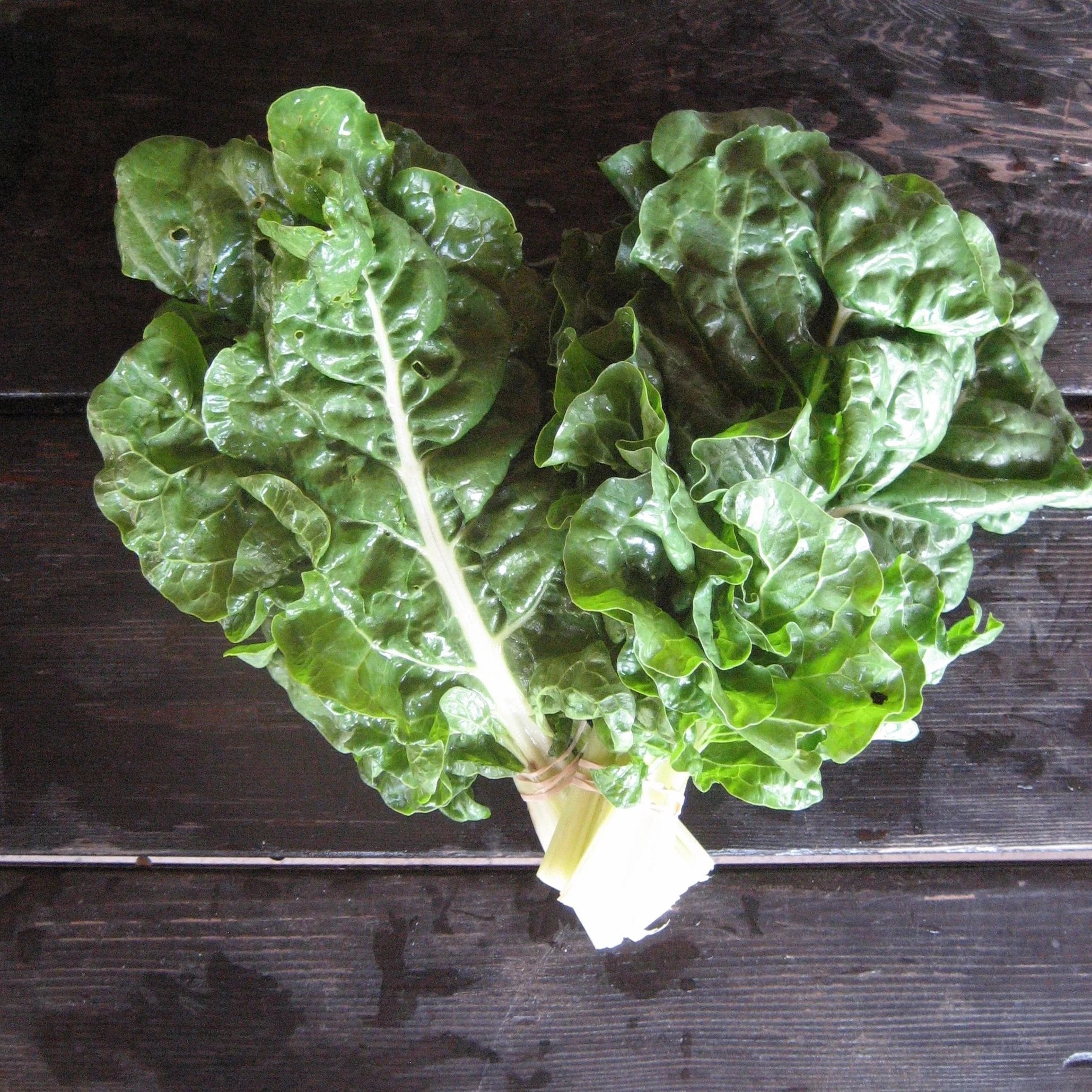 Silverado Chard Seedlings