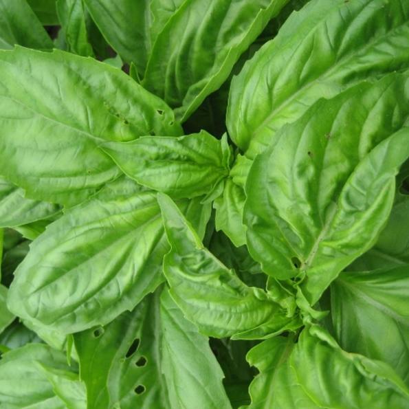 Genovese Basil Seedlings