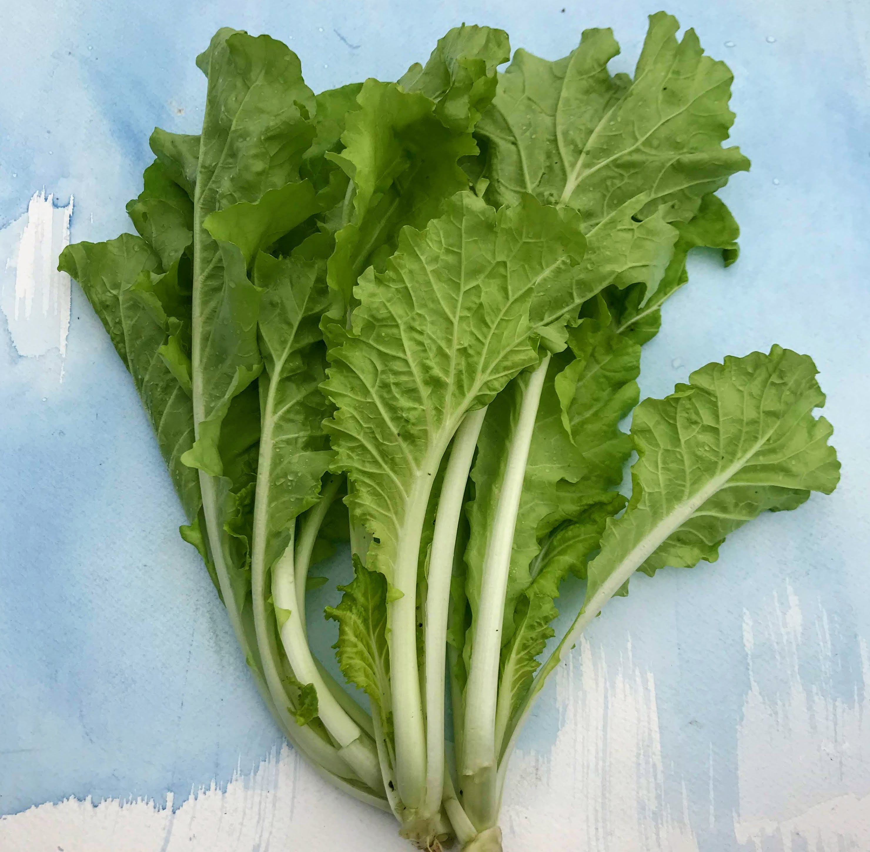 Tokyo Bekana Seedlings