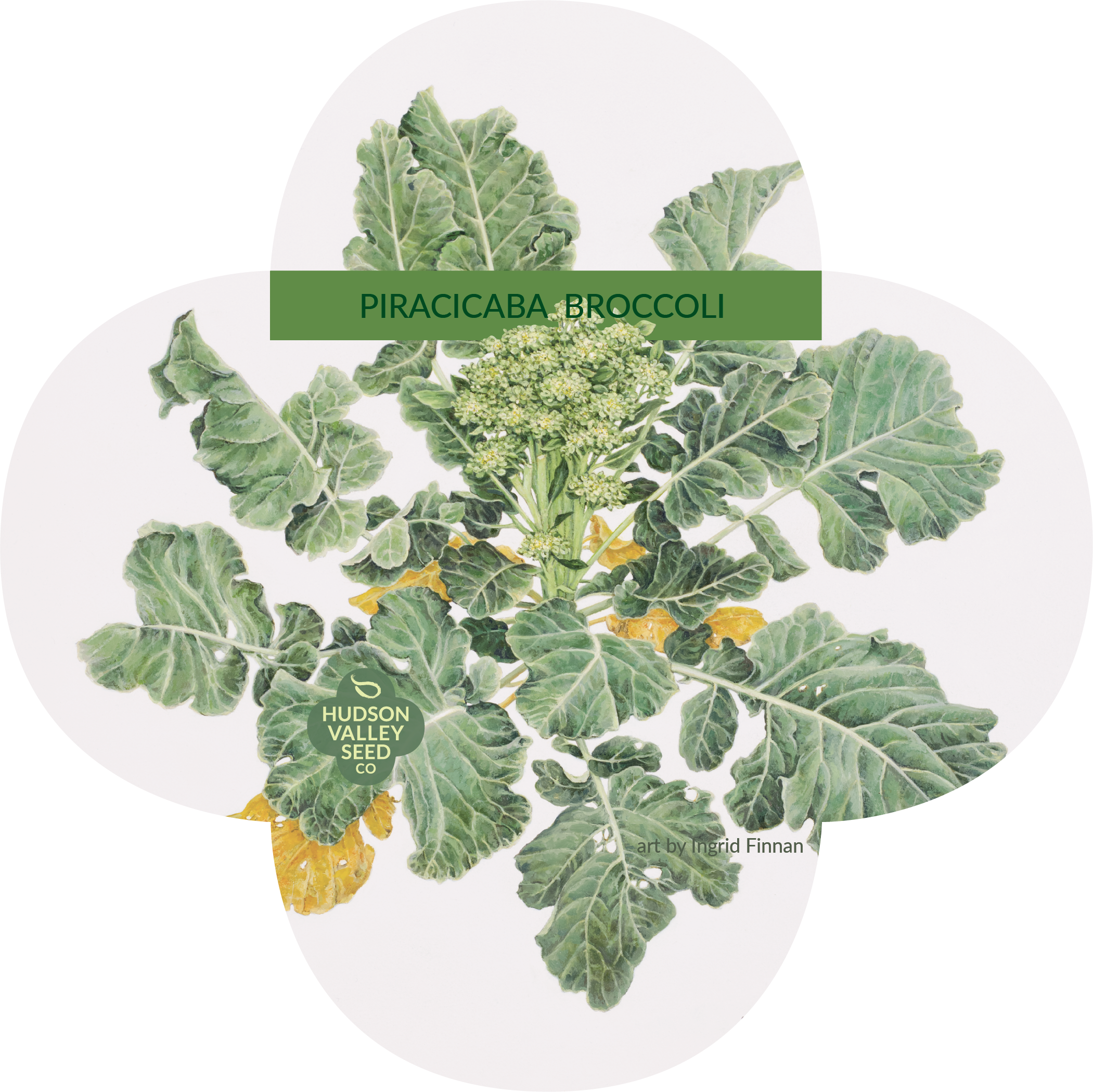 Piracicaba Broccoli Seedlings