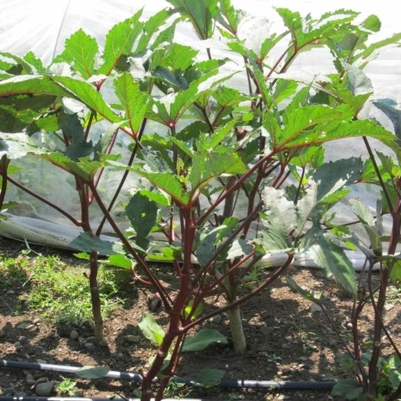 Burgundy Okra Seedlings