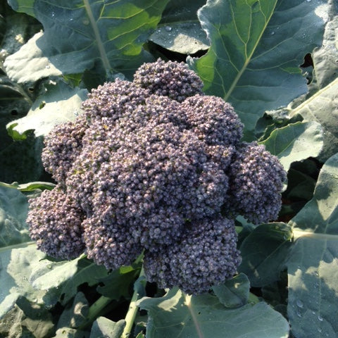 Solstice Broccoli