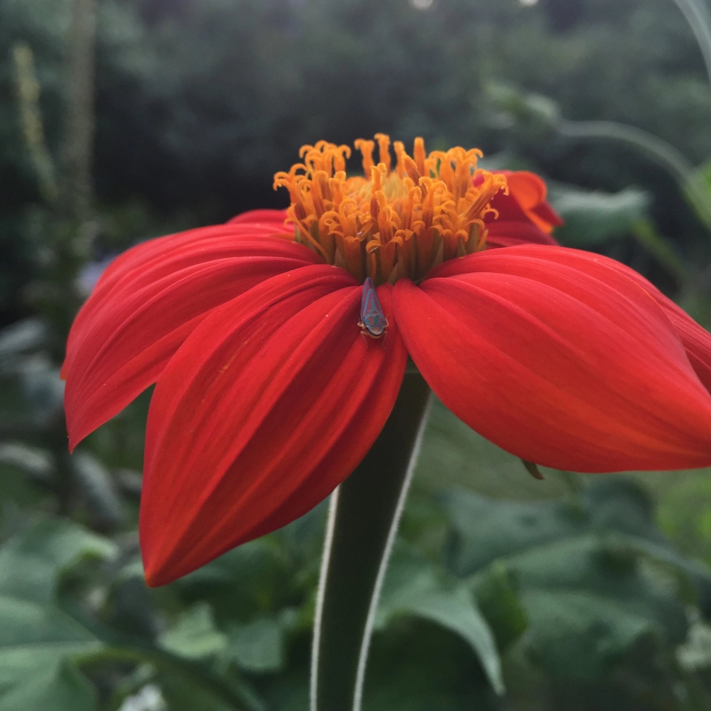 Torch Tithonia Mexican Sunflower Seedlings