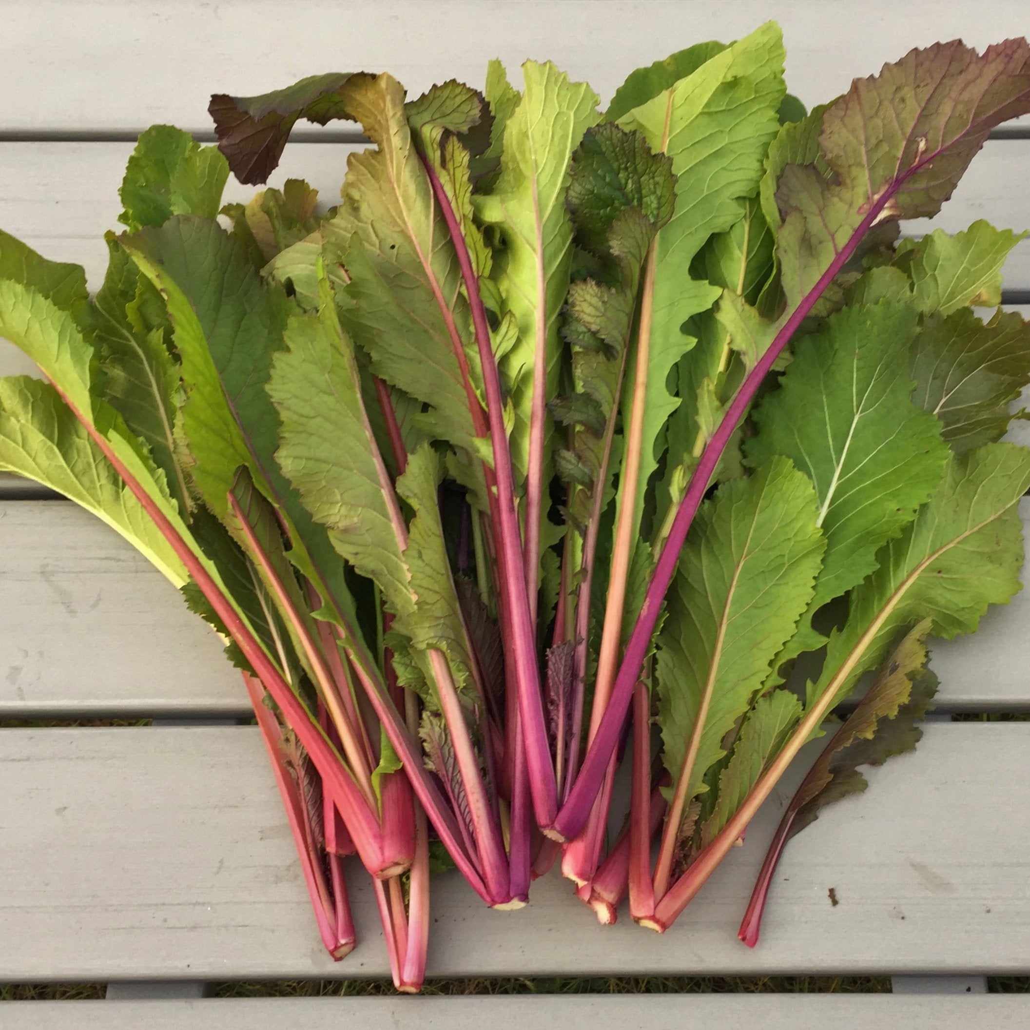 Vivid Choi Seedlings